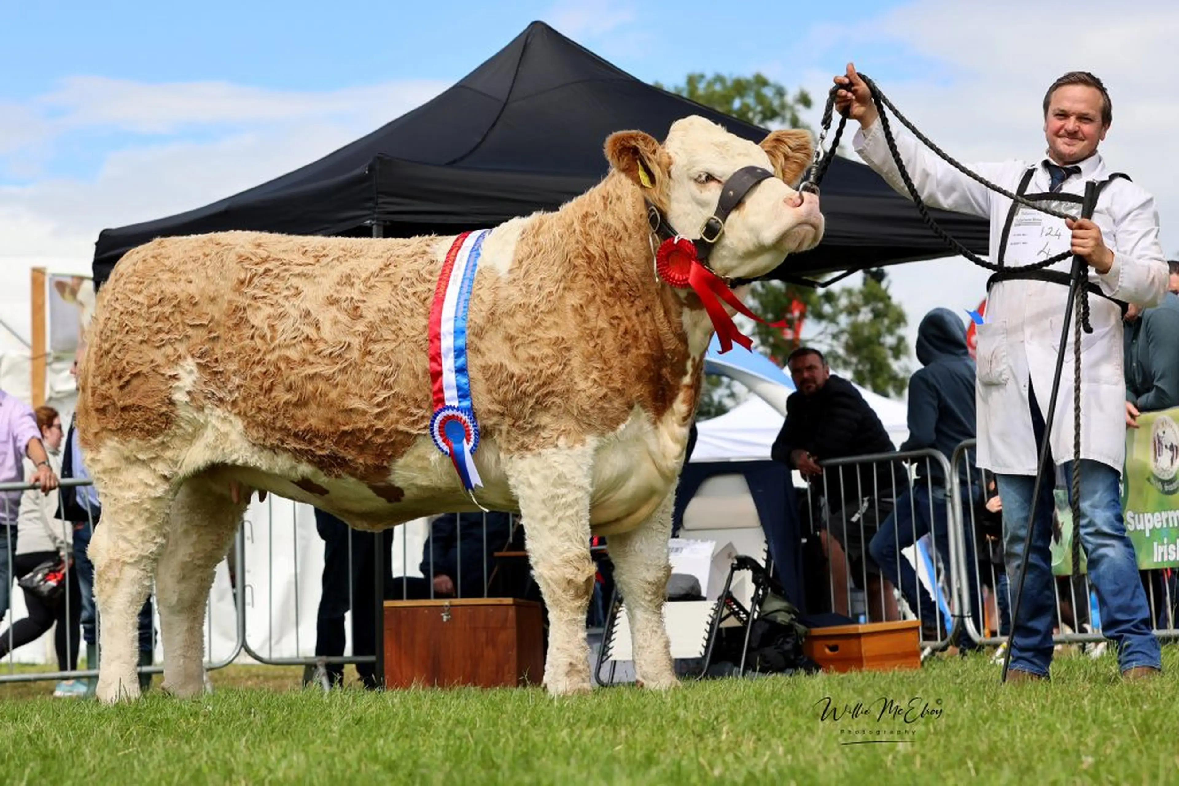 Intermediate Simmental Heifer Champion Fearna Nelly Sparkles P sired by Curaheen Gunshot P (SI4147)