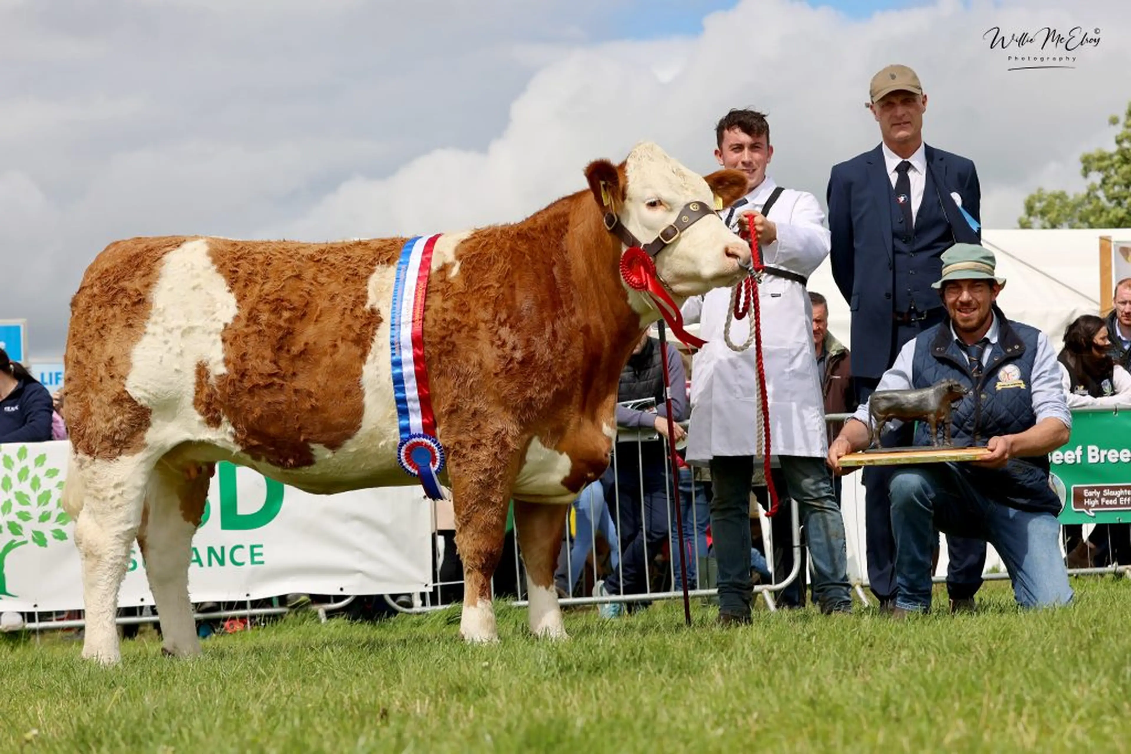 Senior Simmental Heifer Champion Thornford Nancy P Et sired by Curaheen Gunshot P (SI4147)