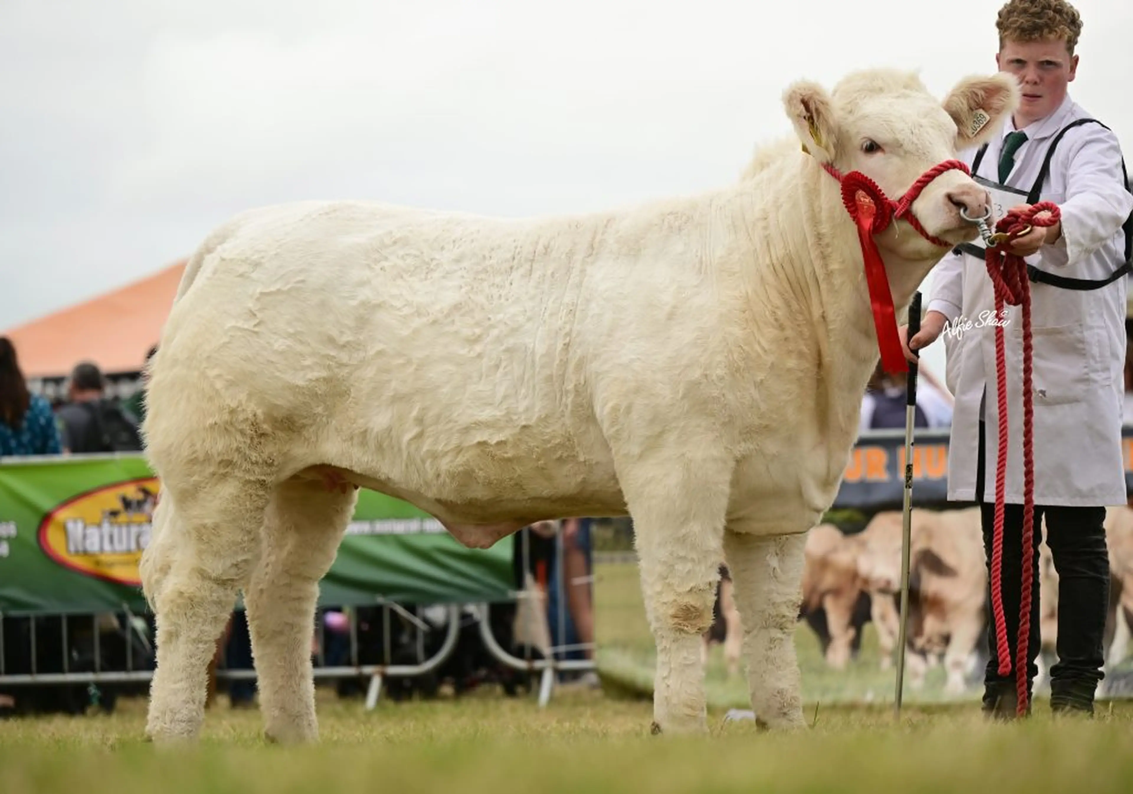 Brian & Paudge Maguire’s Pottlereagh Mark (CH4160) sired heifer / Agri Images