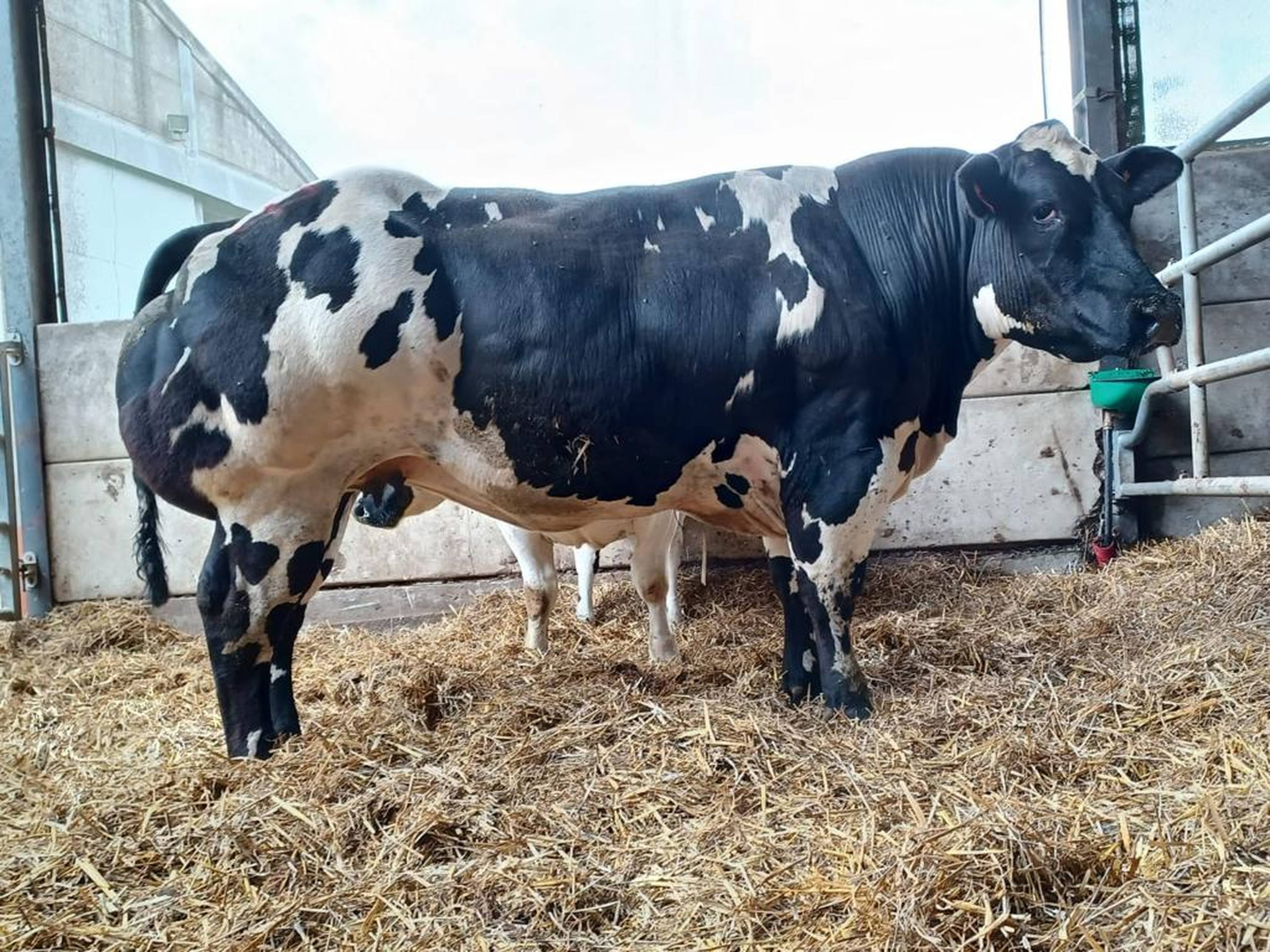 Engin d Hontoir (BB5355) Daughter