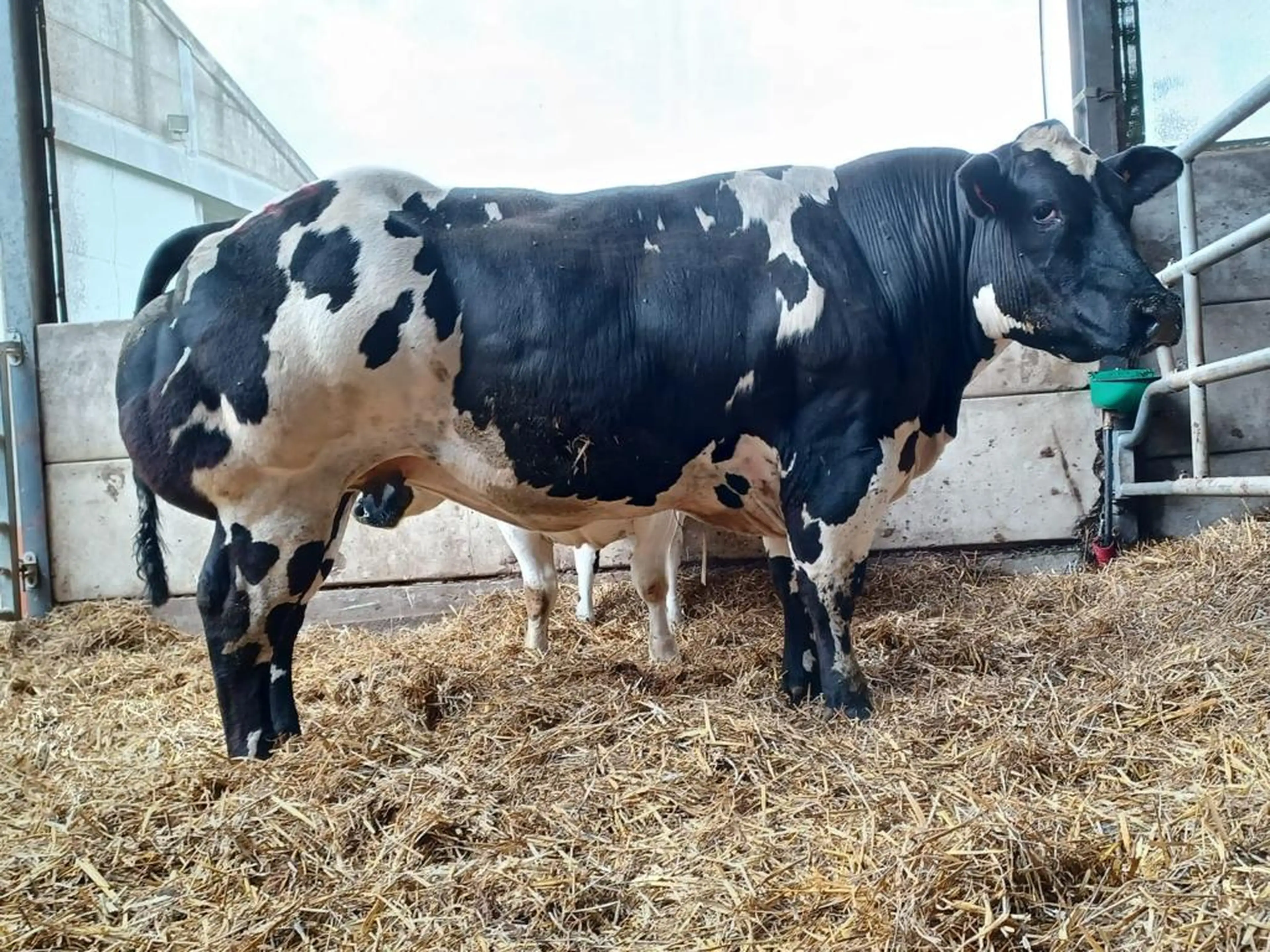 Engin d Hontoir (BB5355) Daughter