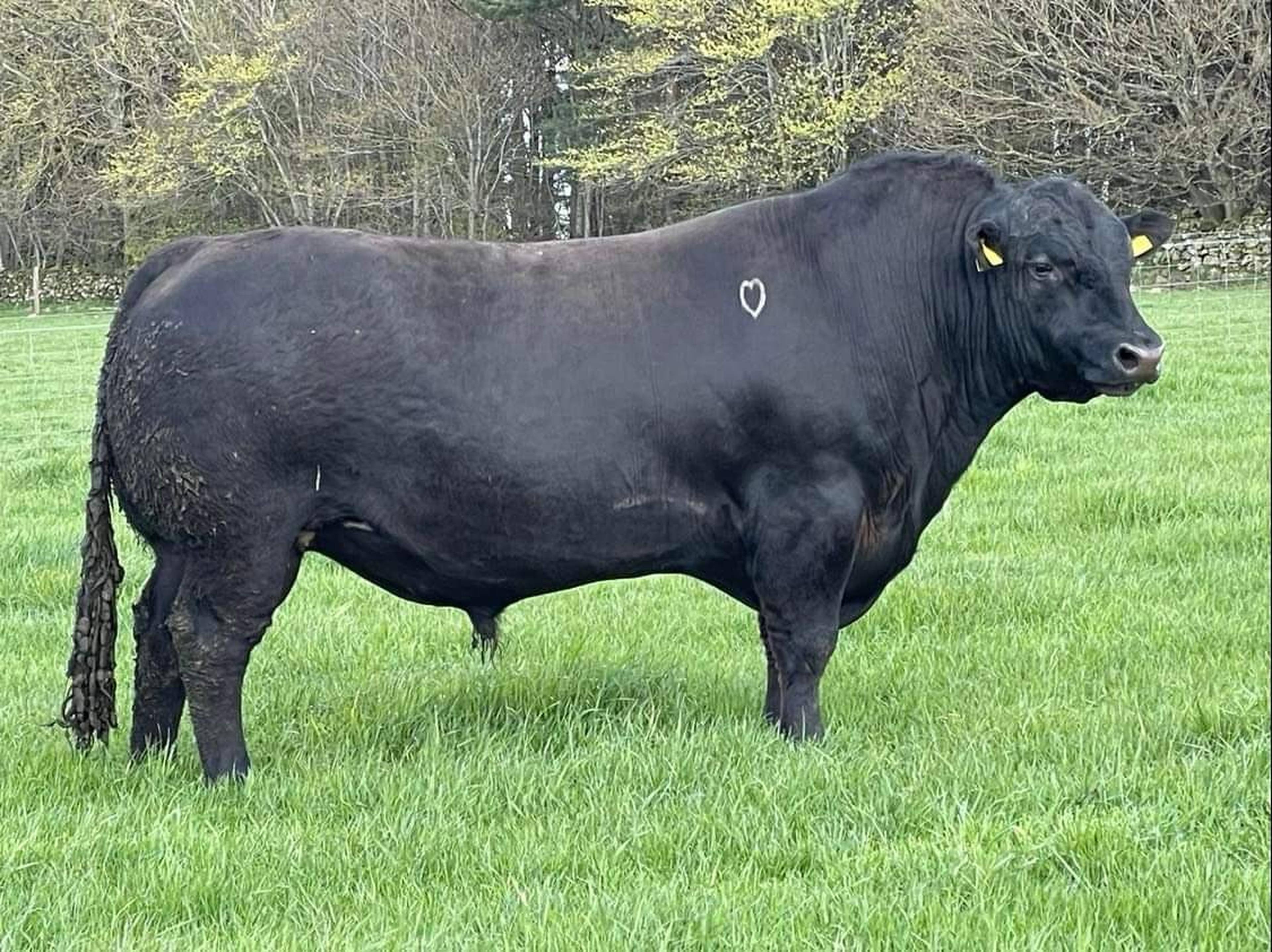 Rawburn Loaded - Sire of Rawburn Poncho X478 (AA8640)