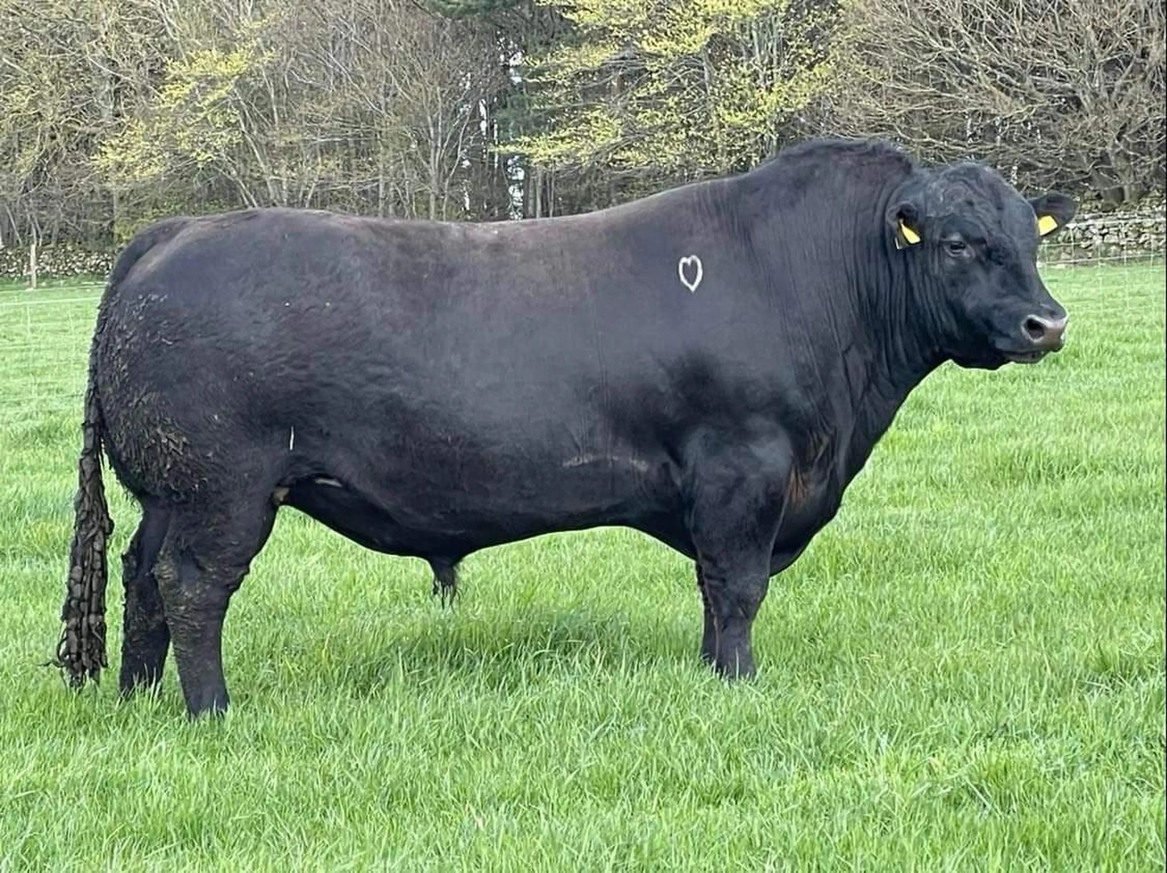 Rawburn Loaded - Sire of Rawburn Poncho X478 (AA8640)