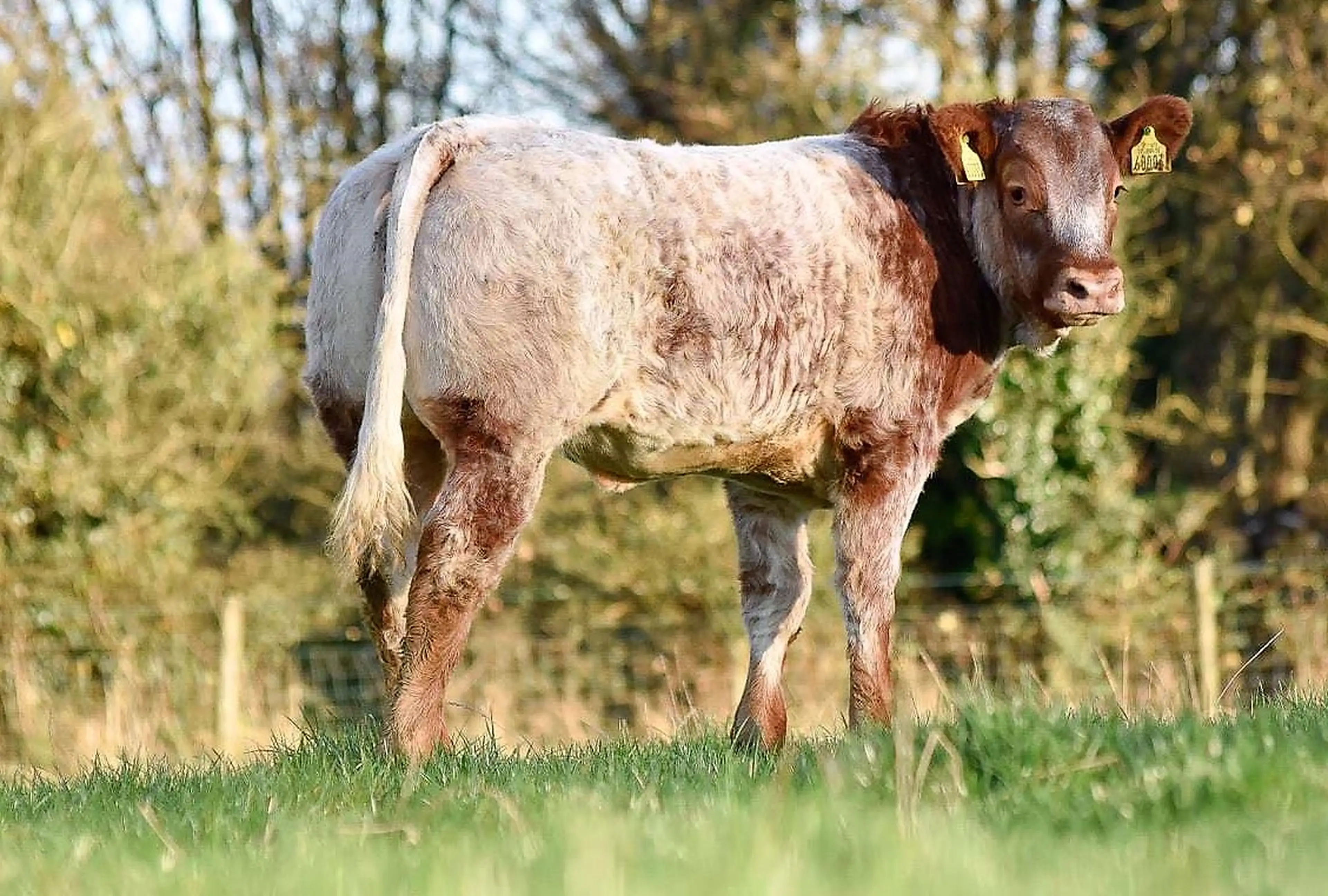 EBY heifer calf 