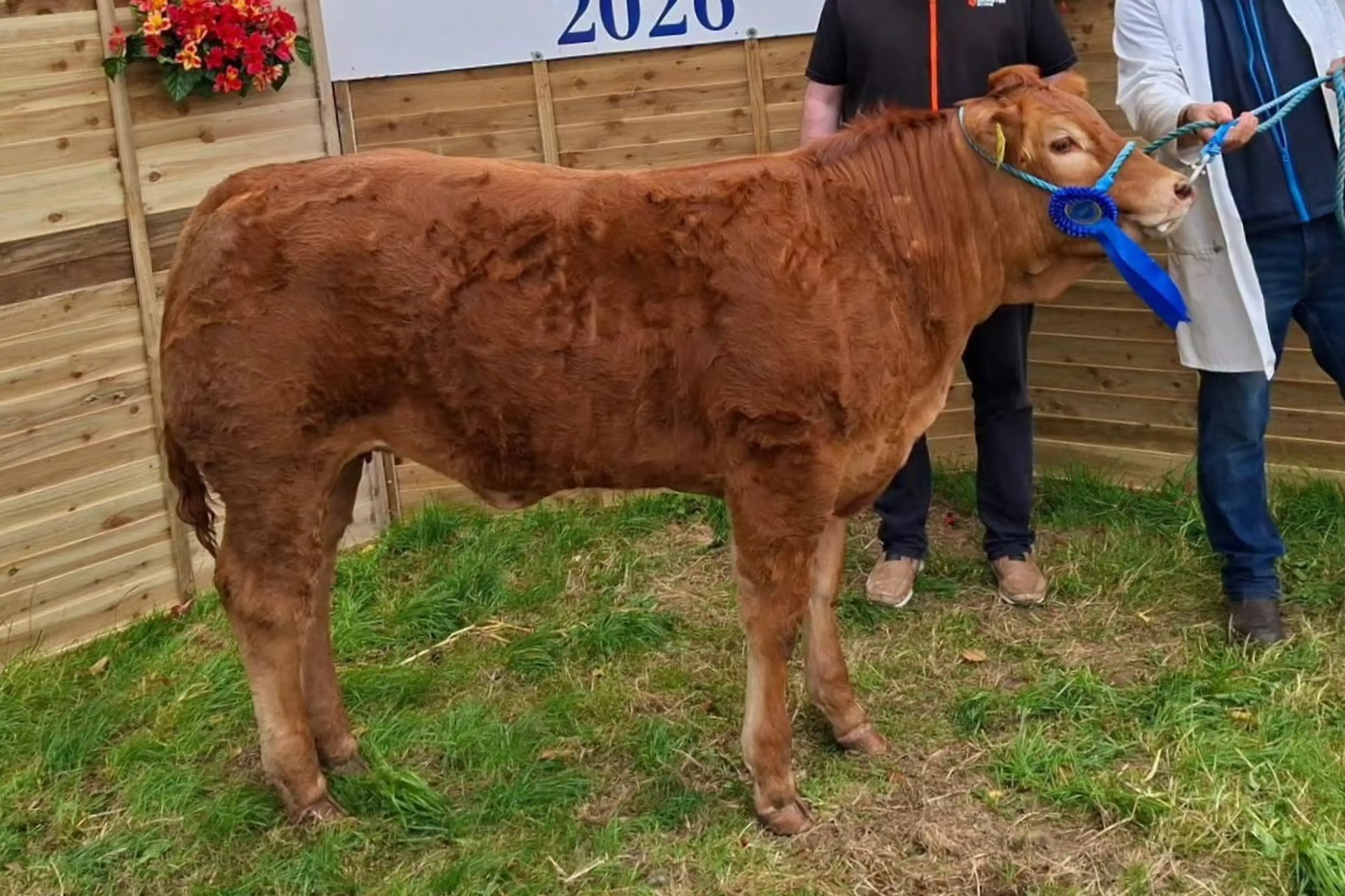 Kieran Noonan's Brontemoor Salering (LM9655) daughter