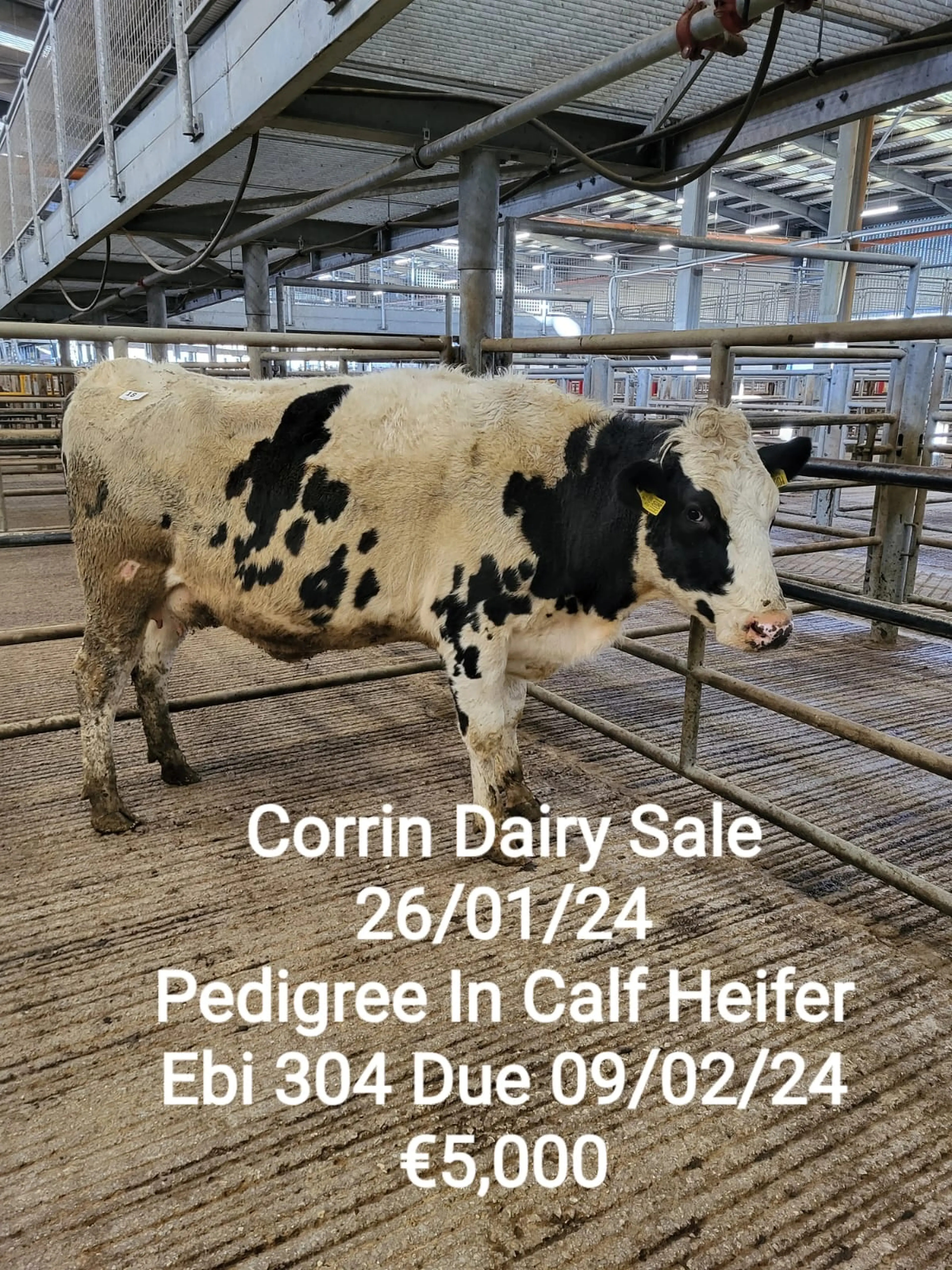 Lot 18 sired by Ardallen Fergus (FR6472) sold for €5000