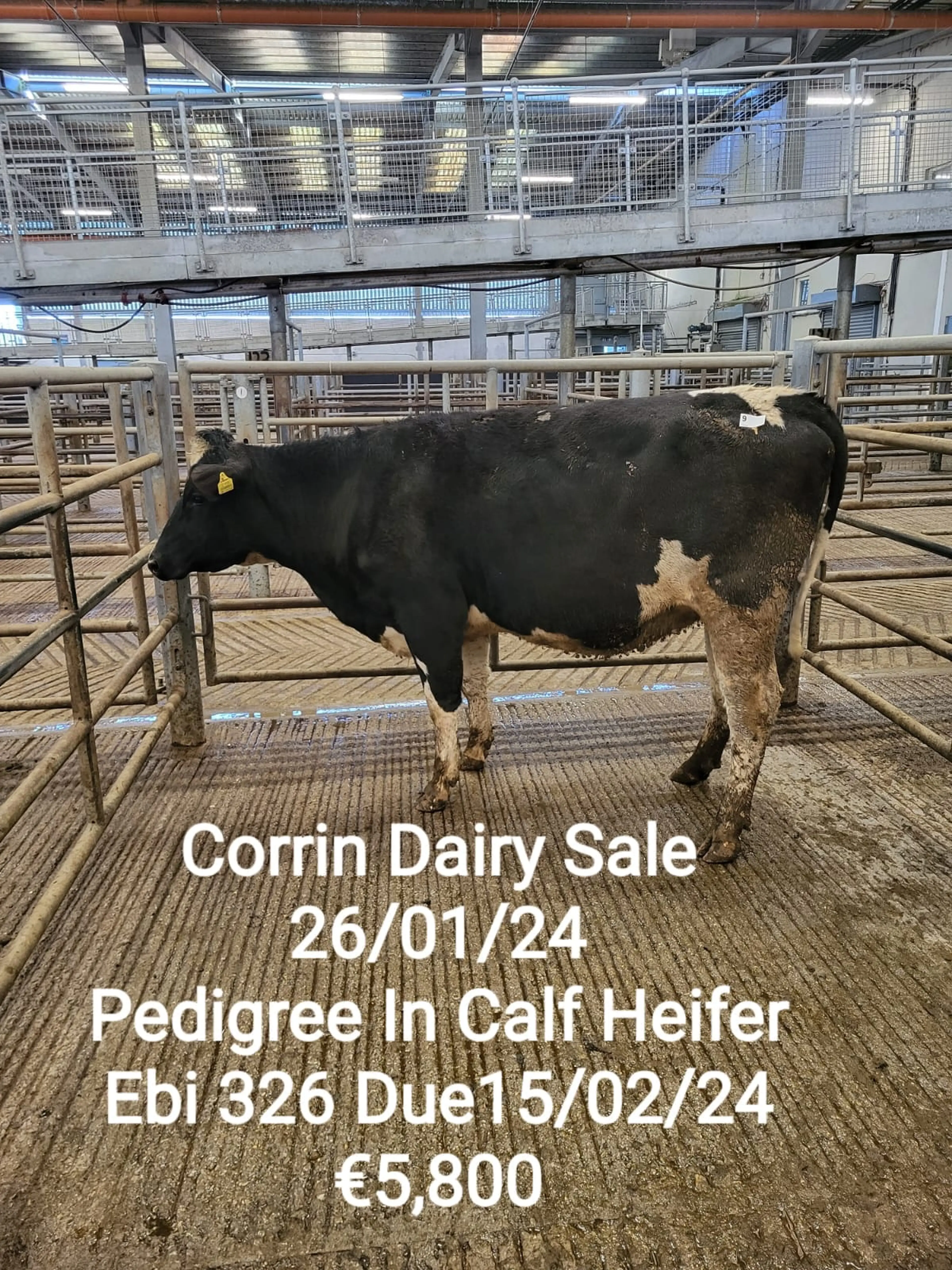 Lot 9 sired by Saintbrigid Frank Joseph (FR5860) sold for €5,800