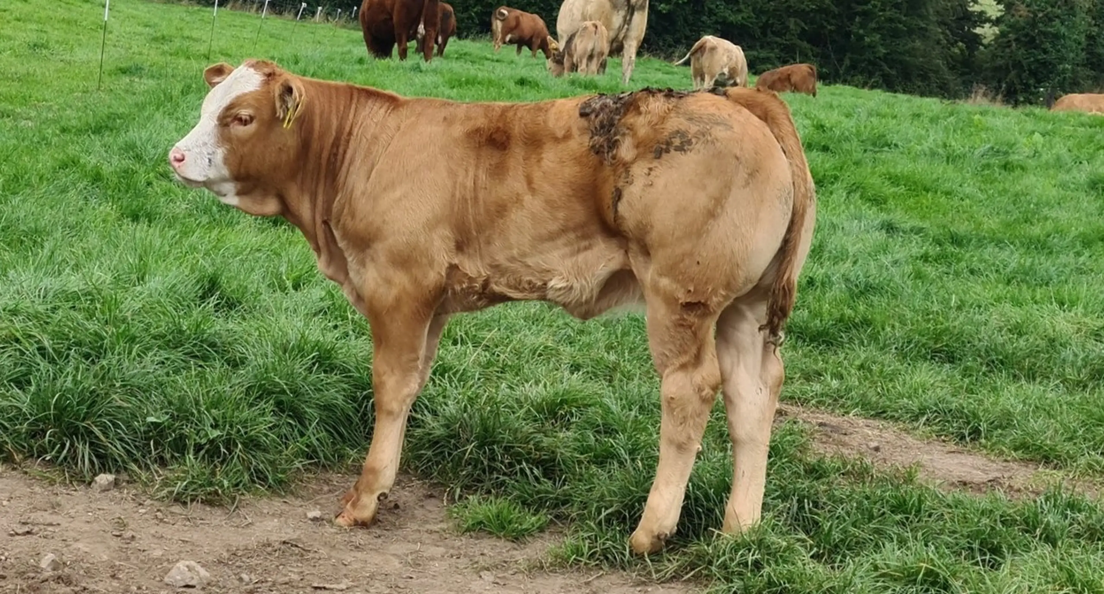 LM2014 heifer calf from a Curaheen Gunshot P SI4147 heifer