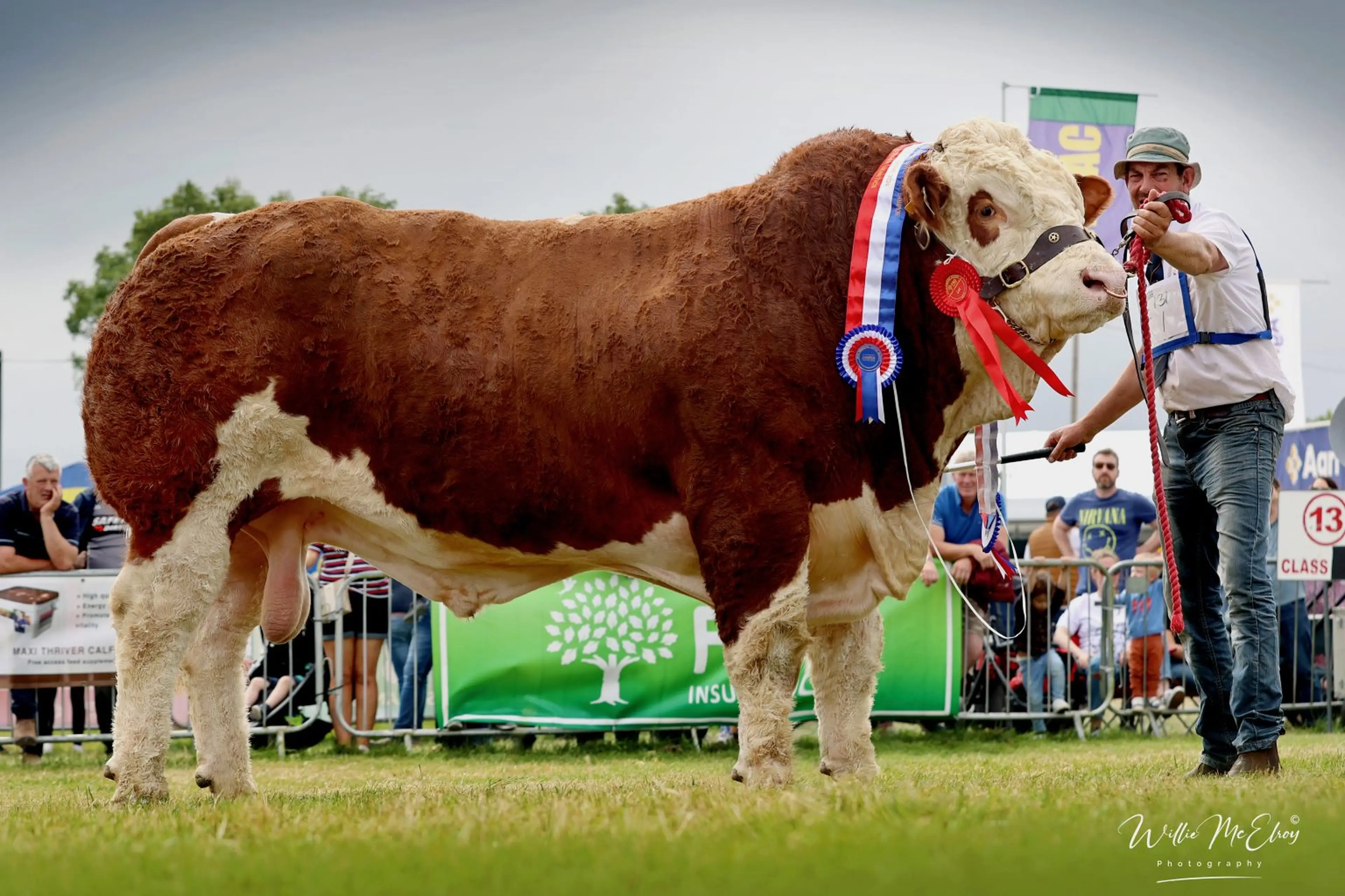 Winner of the Dovea Genetics National Senior Simmental Bull, Coltfield Murry
