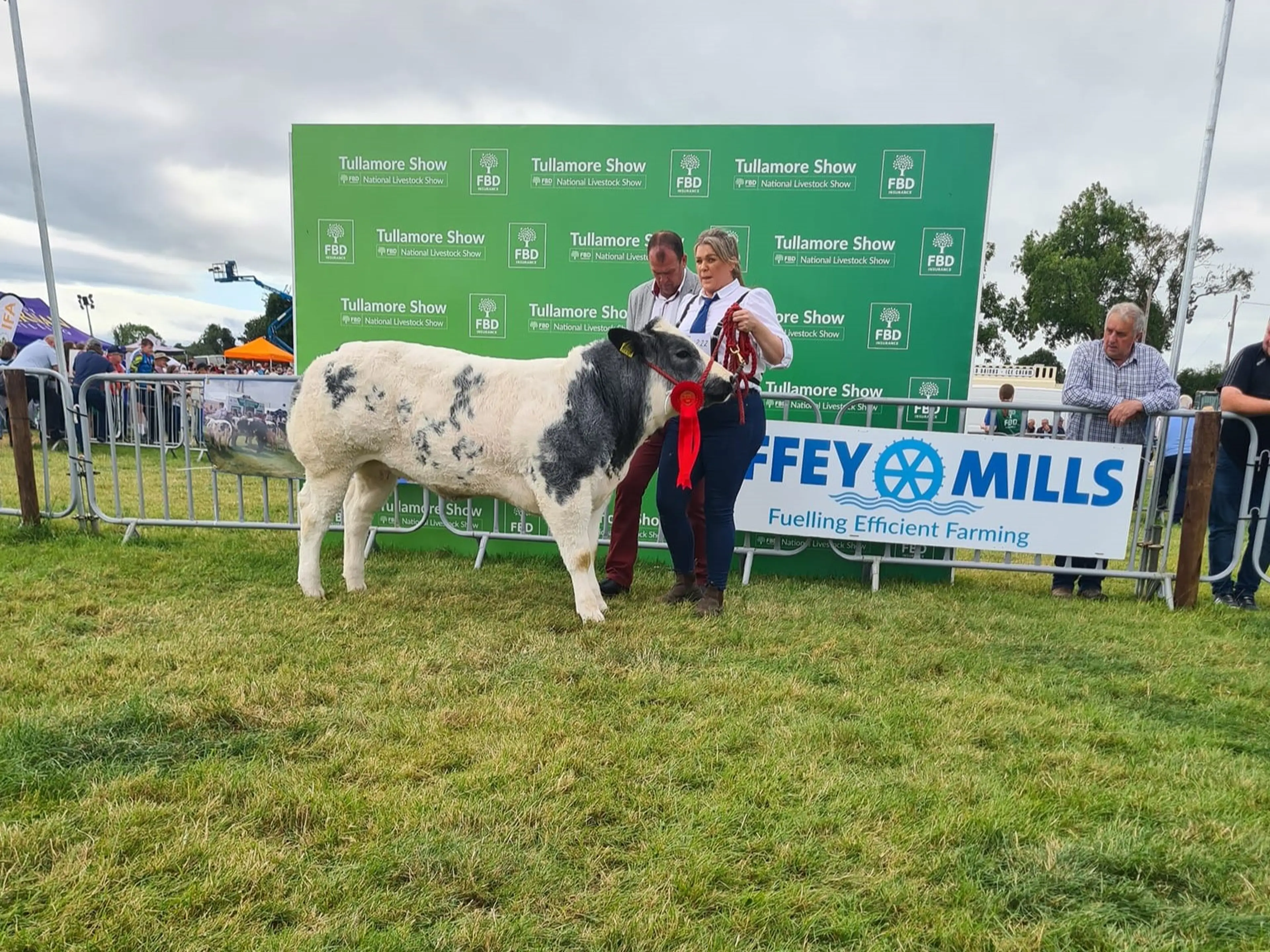 Winner of the Belgian Blue Female Calf Class sired by Boherard Overdose (BB8337)