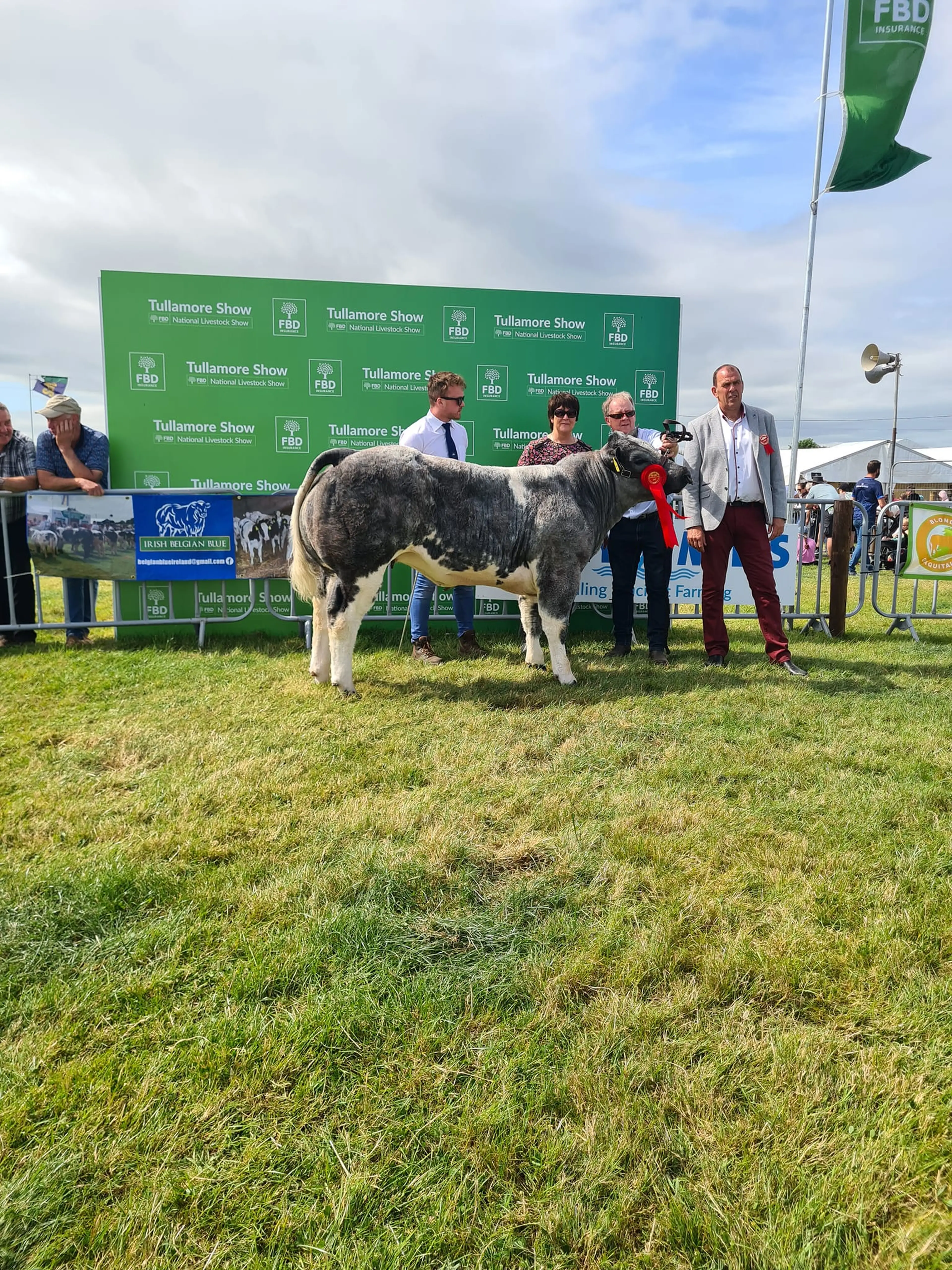 Reserve Overall Belgian Blue Champion by Boherard Overdose (BB8337)