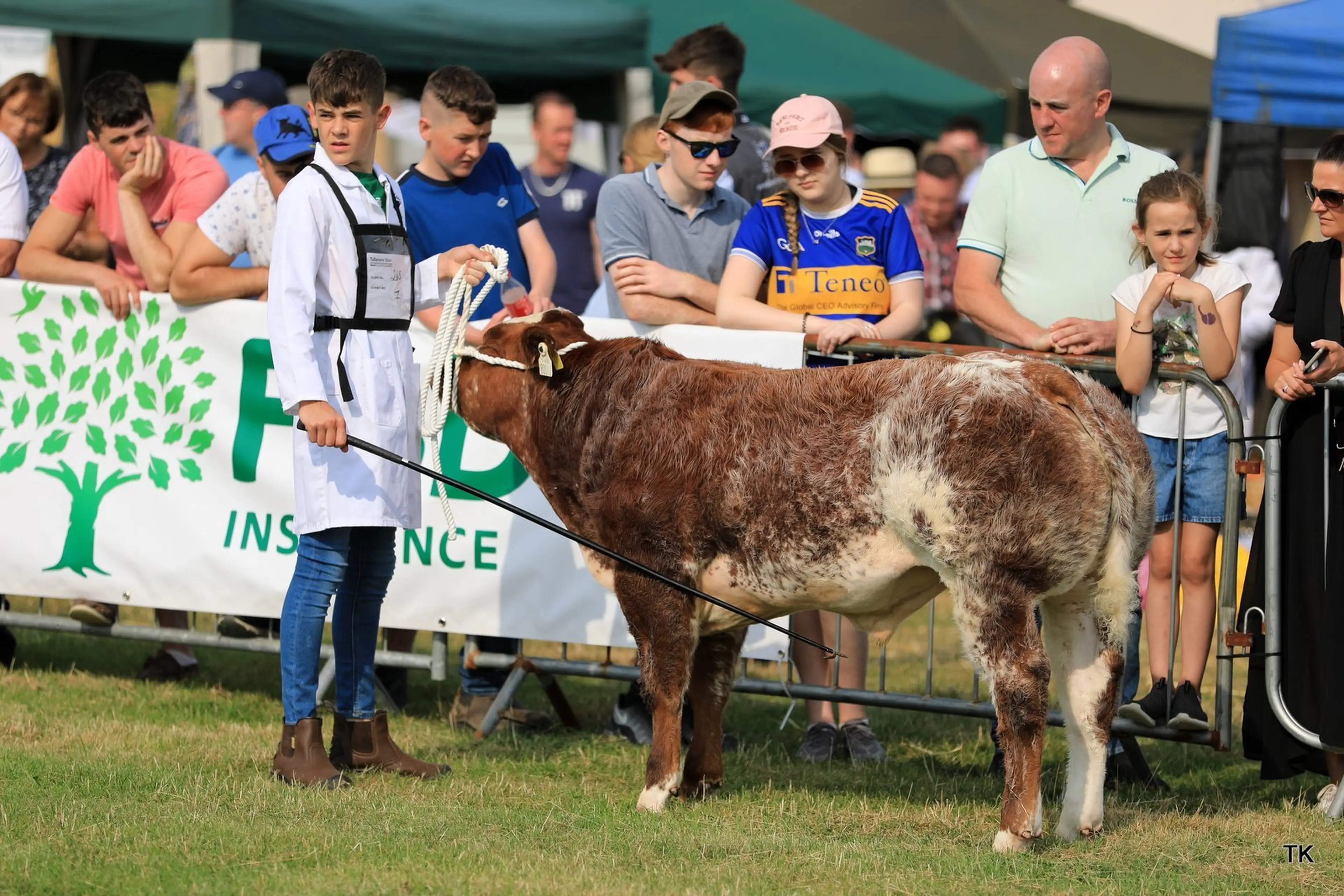 Dartagnan Red (BB6942) sired calf bred by Owen O’Neill 