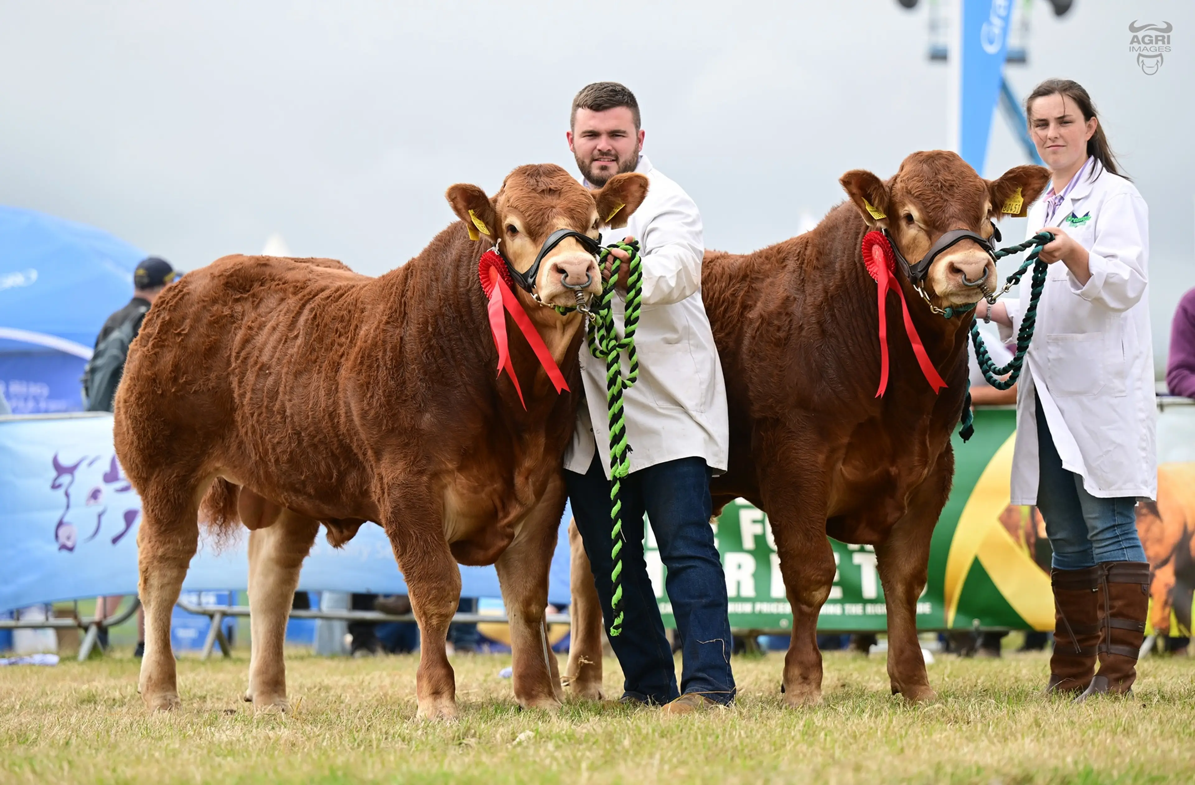 Michael Hester's twin Drumline S 1185 (LM9577) sired bulls / Agri Images