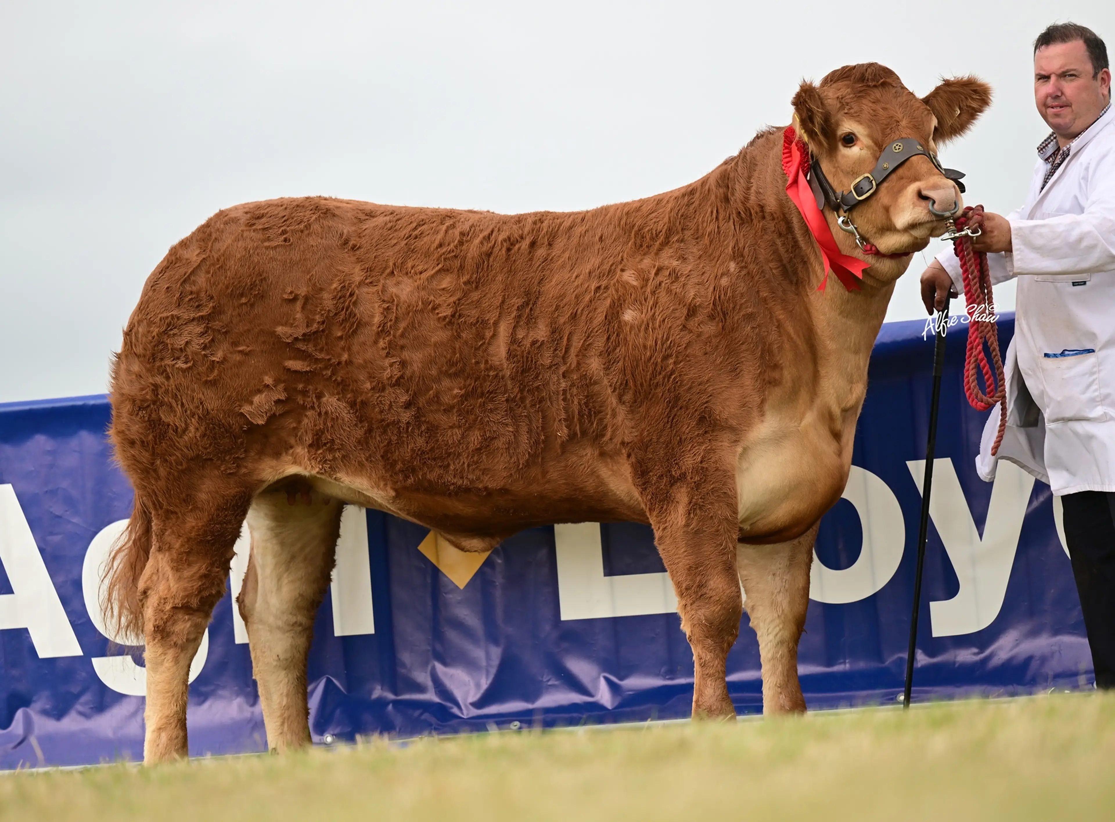 Gerard Davis' Claddagh McCabe (LM6529) sired heifer / Agri Images