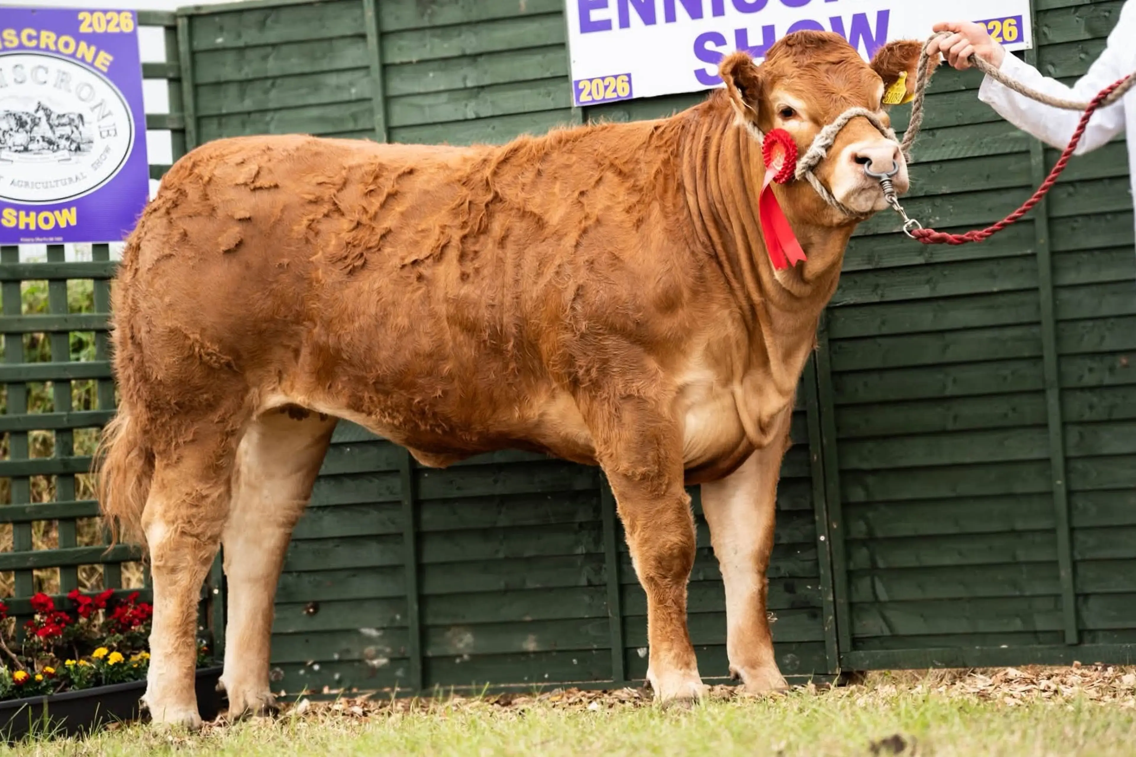 Michael Walsh's Claddagh McCabe (LM6529) sired heifer / Chloe Goggins Photography