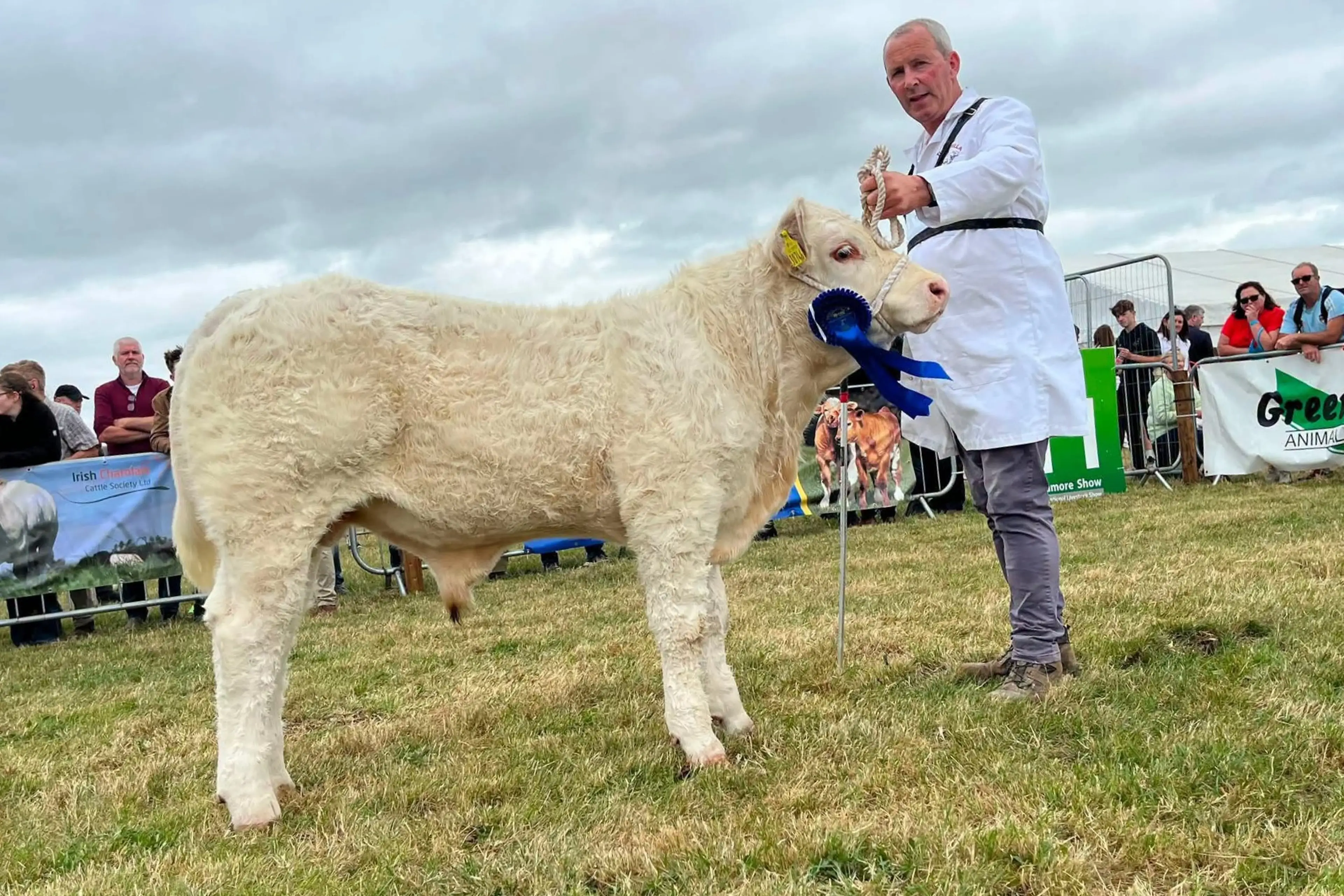 Willie Flynn’s Tullyvillage Shane (CH8535) sired bull calf