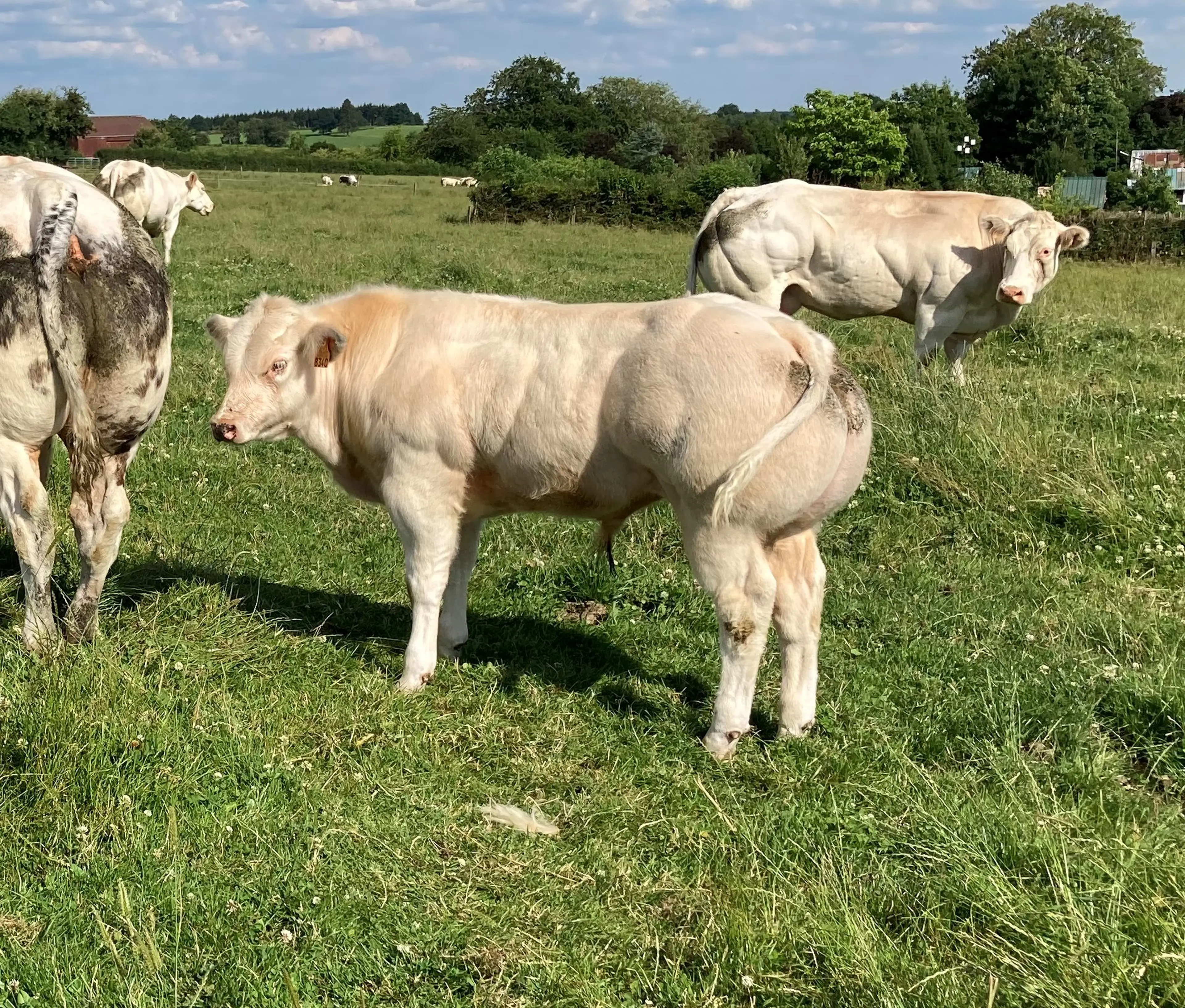 Moderato de L Empereur (BB6700) Bull calf 