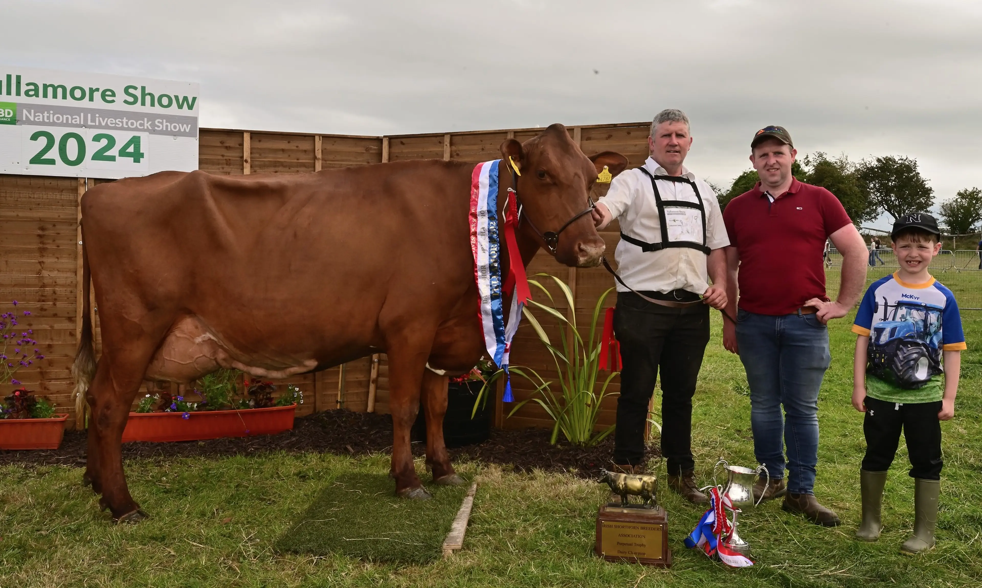 Overall Dairy Shorthorn Champion - half sister to Ballytrain Braveheart (MSX221)