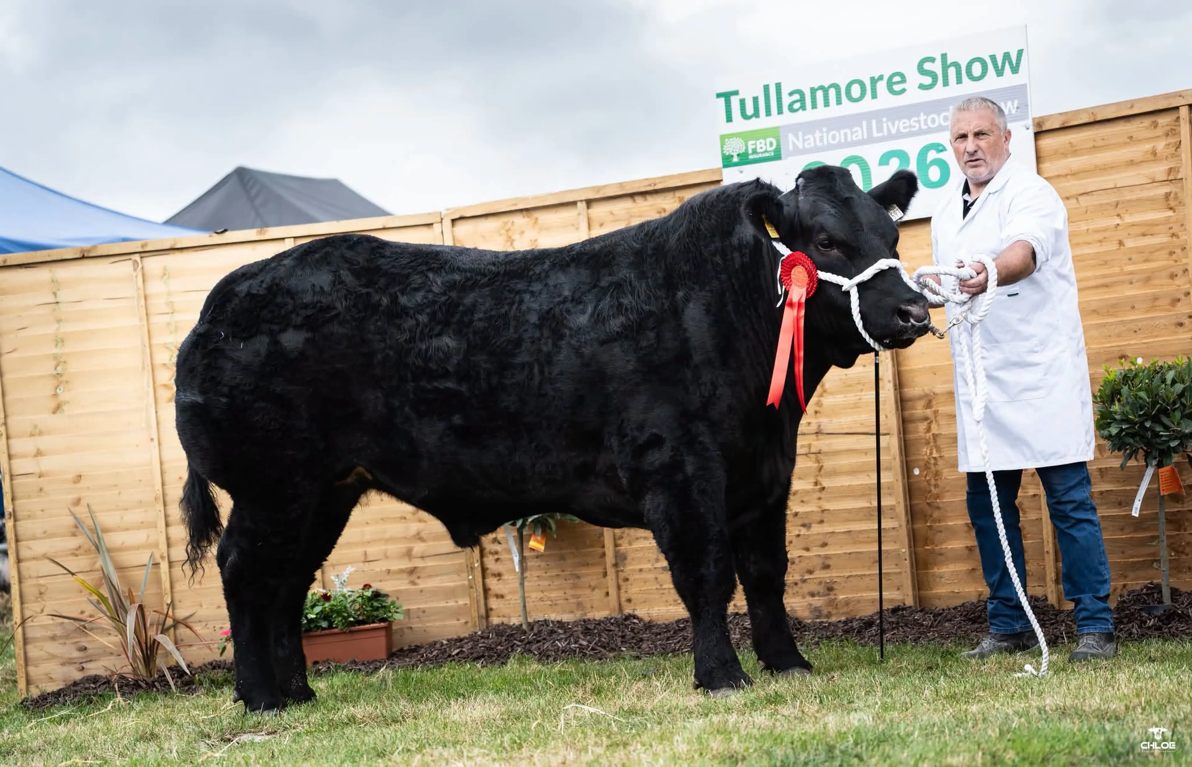 Jason Teague's Claddagh McCabe (lm6529) sired bullock / Chloe Goggins Photography