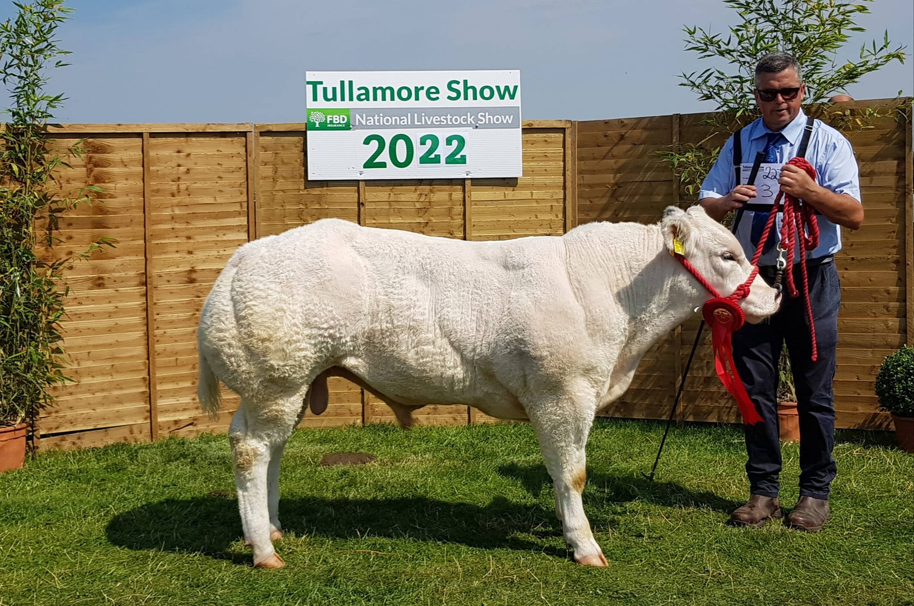 Moderato de l’Empereur (BB6700) bred by Myles McDermott