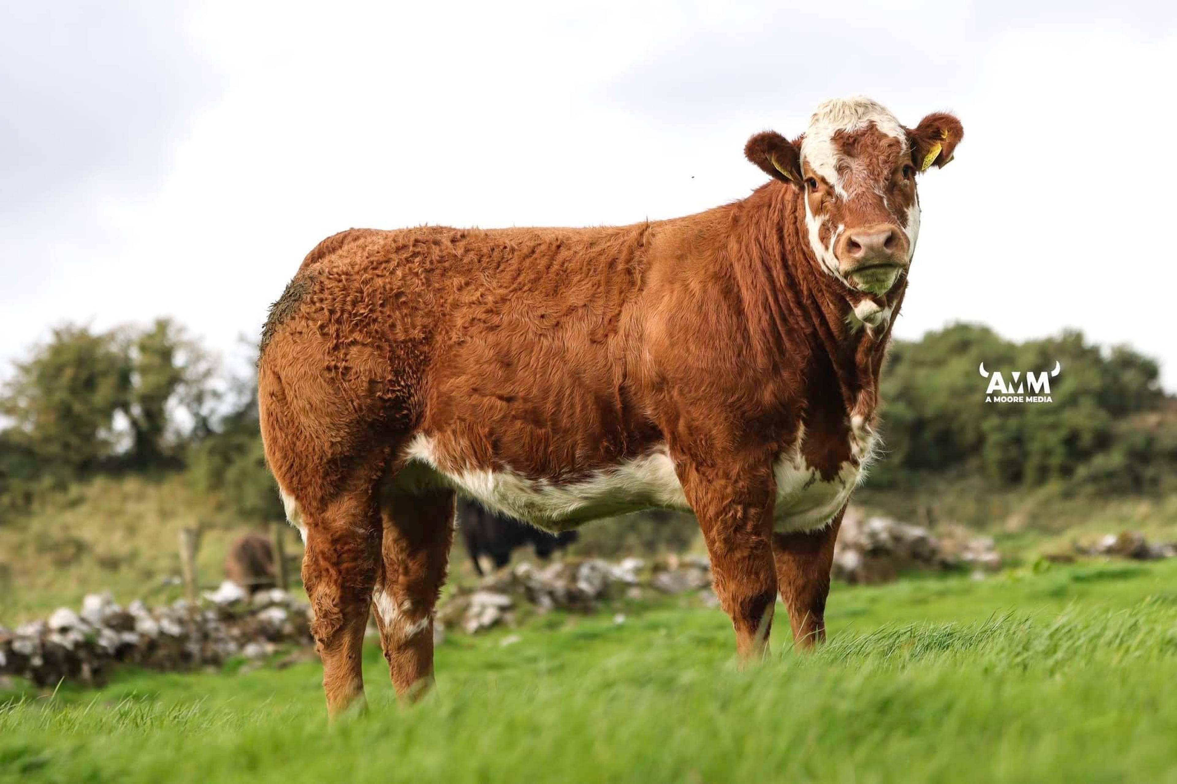 An EBY maiden heifer included in the sale bred by Buckleys, Drimoleague, Co. Cork