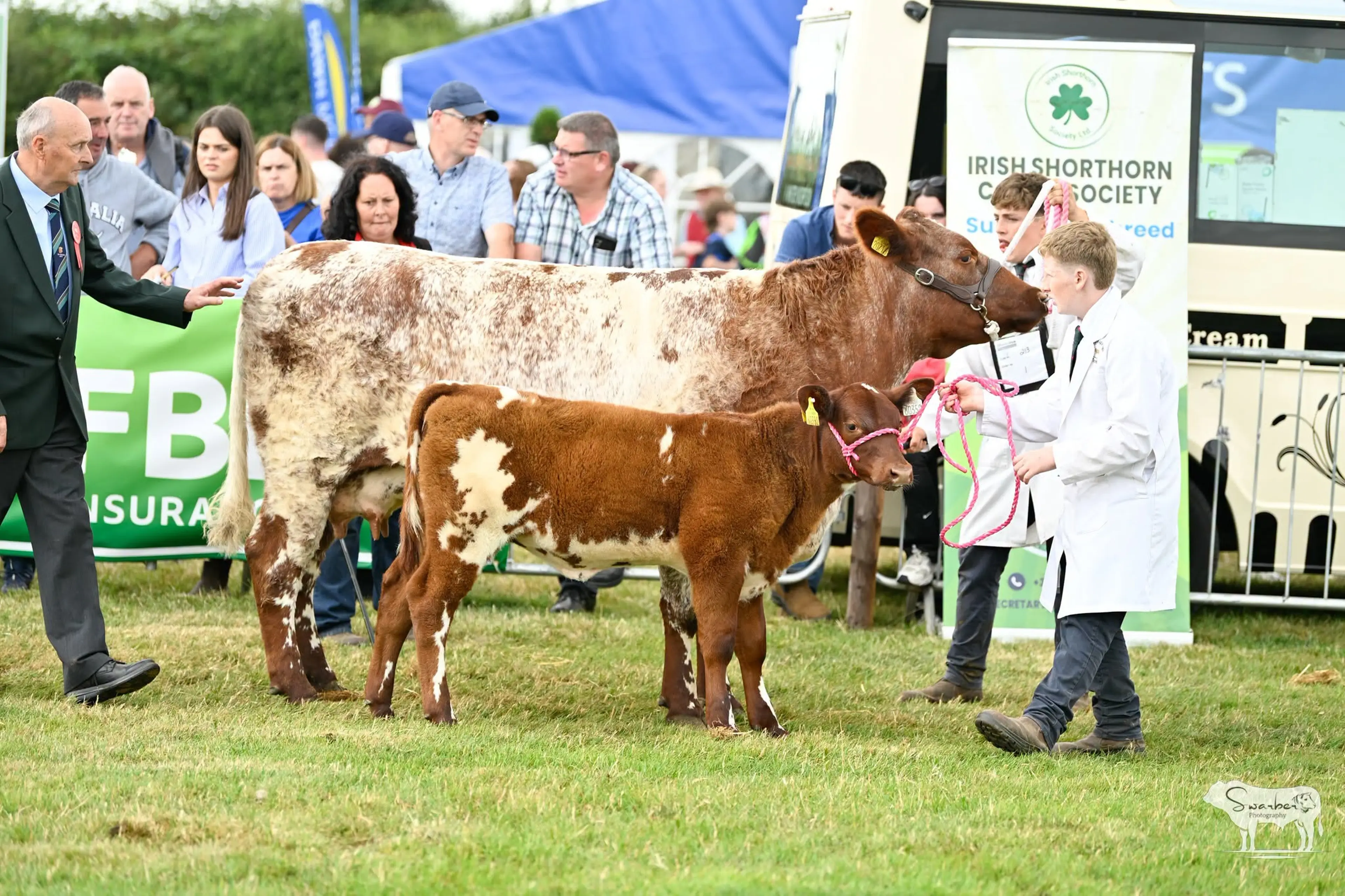 Brien Williams’ Creaga Dice (CZB) sired first calver and her Castlefin Hotshot (P) (SH6424) sired heifer calf / Swarber Photography