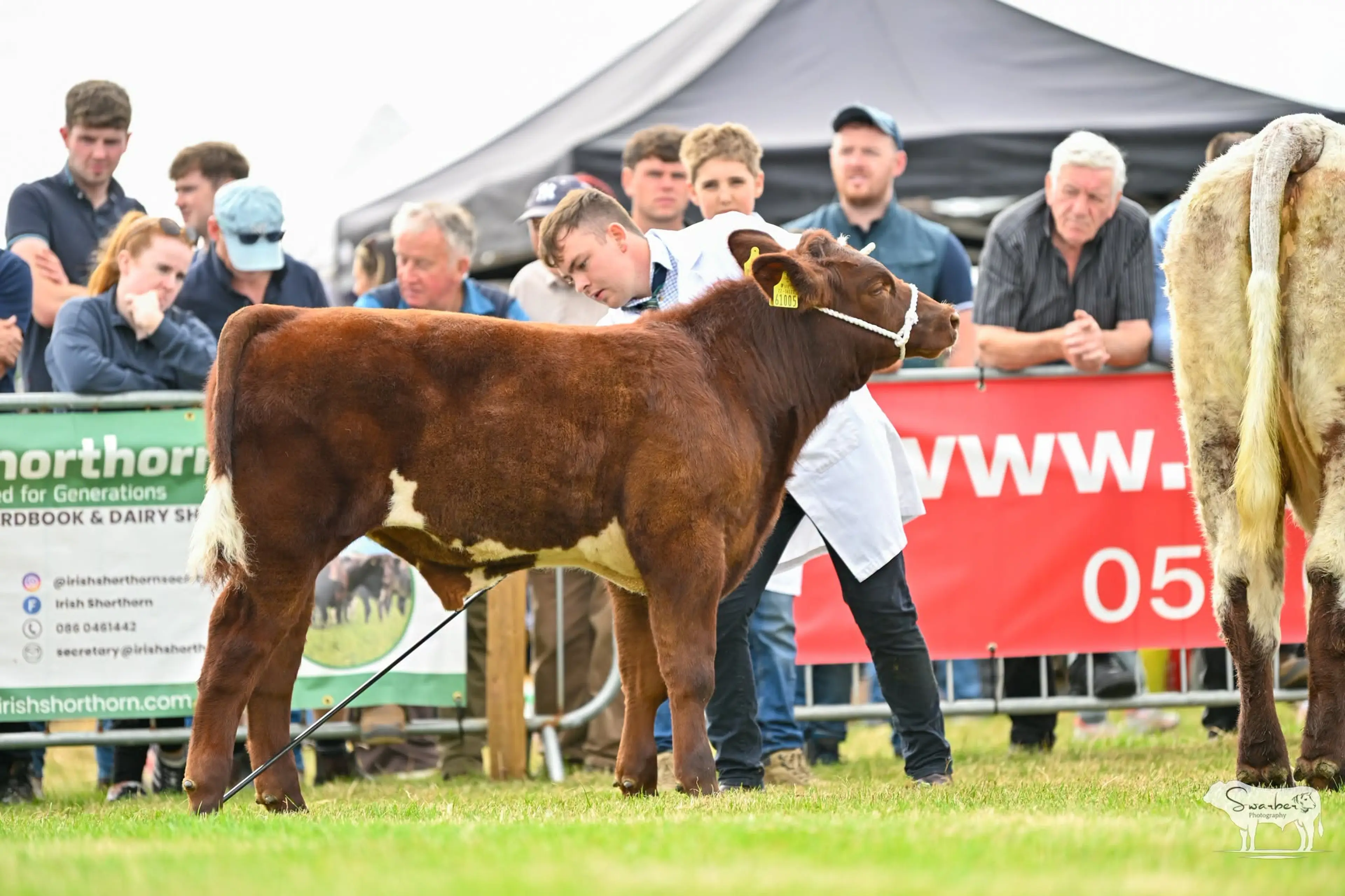 Dan McKeon's Driney Nice Guy (P) (SH2555) sired bull calf