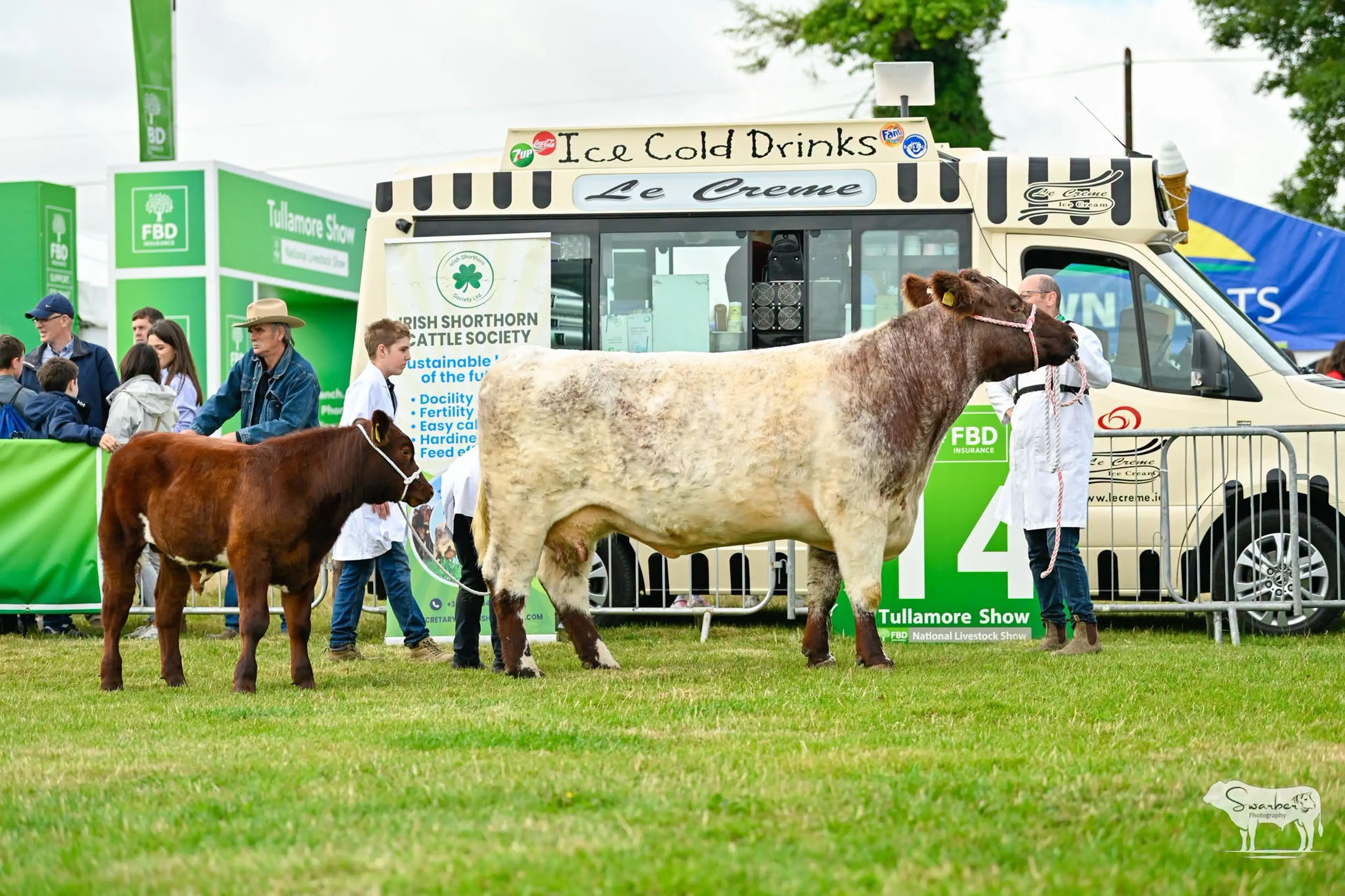 Dan McKeon's cow & calf team sired by Driney Nice Guy (P) (SH2555) / Swarber Photography