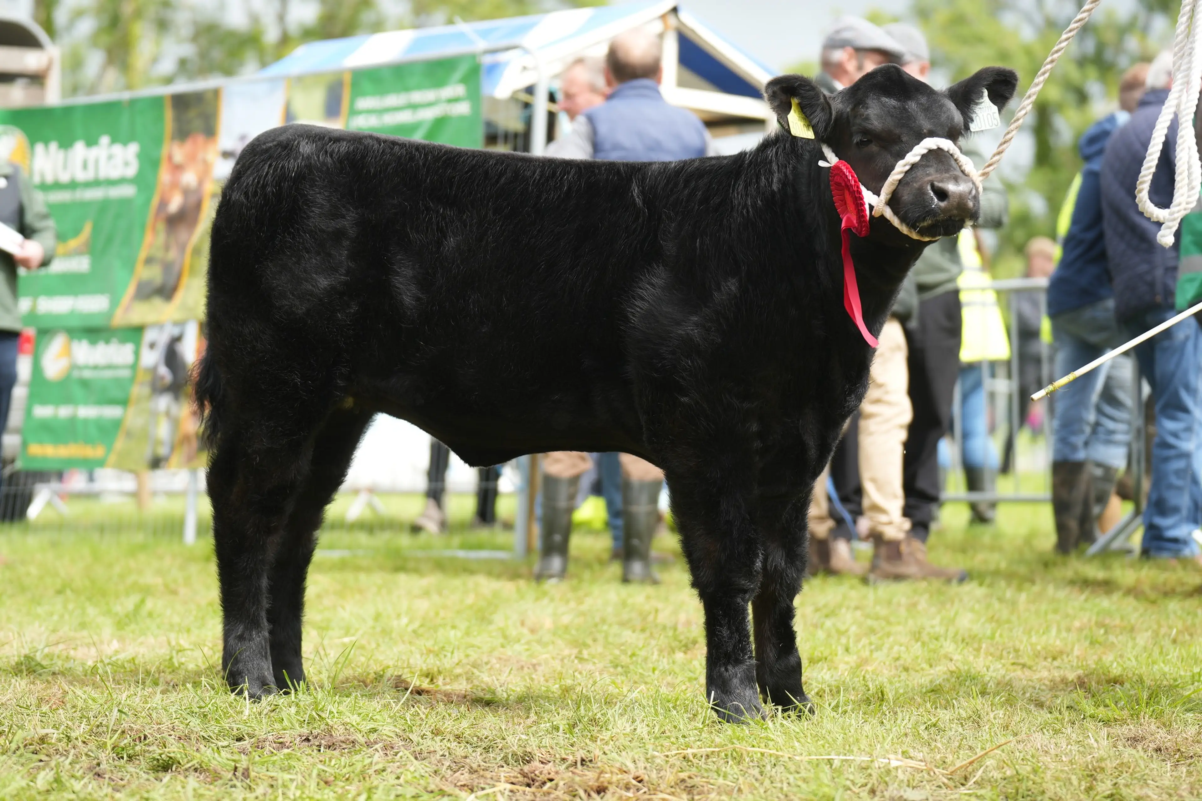 Shane McGreal's 1st Prize Winning Bunlahy John G (BJG) heifer calf