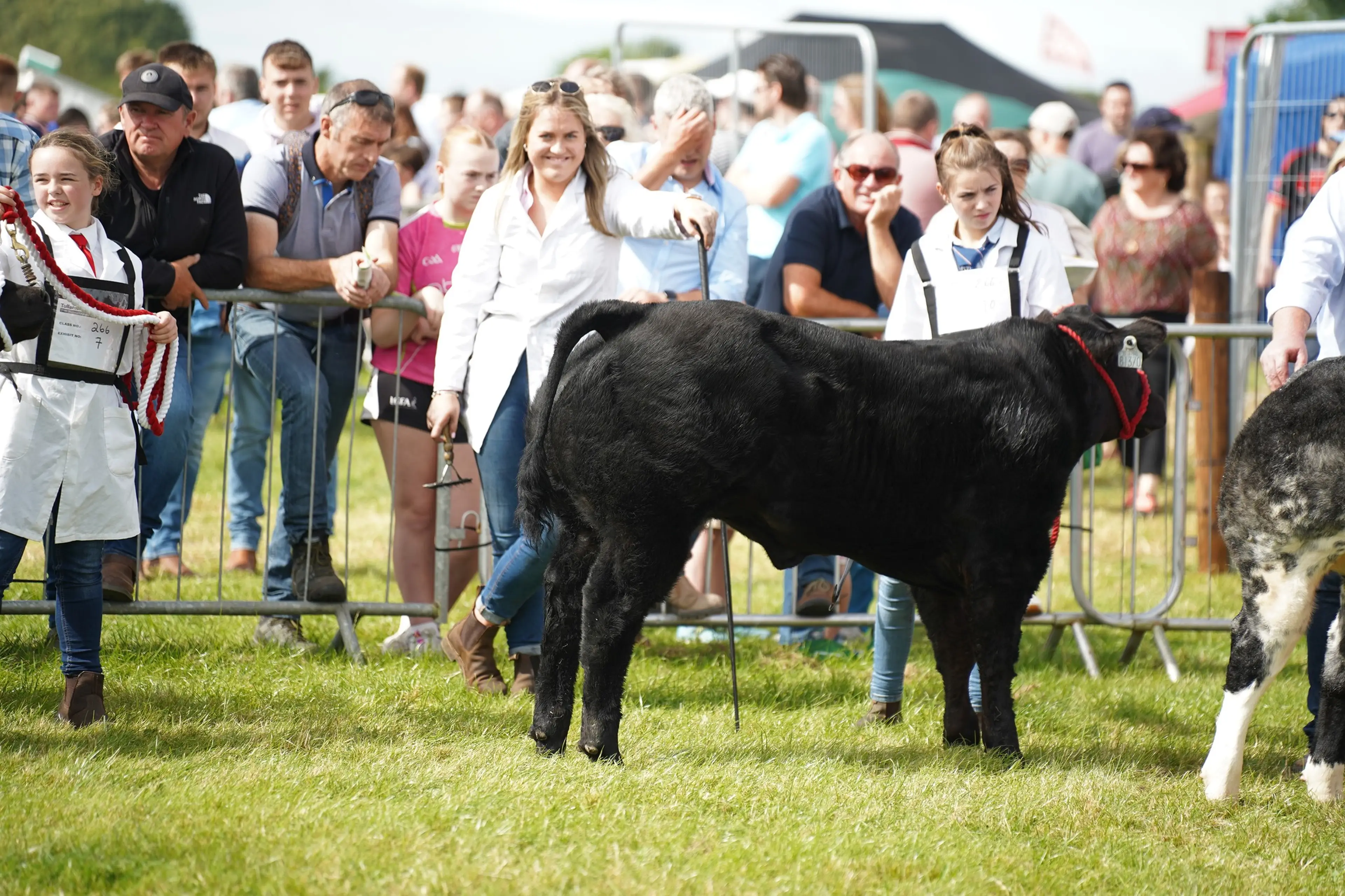 1st Prize Belgian Blue x Heifer Calf sired by Imperial de l'Ecluse (S905)
