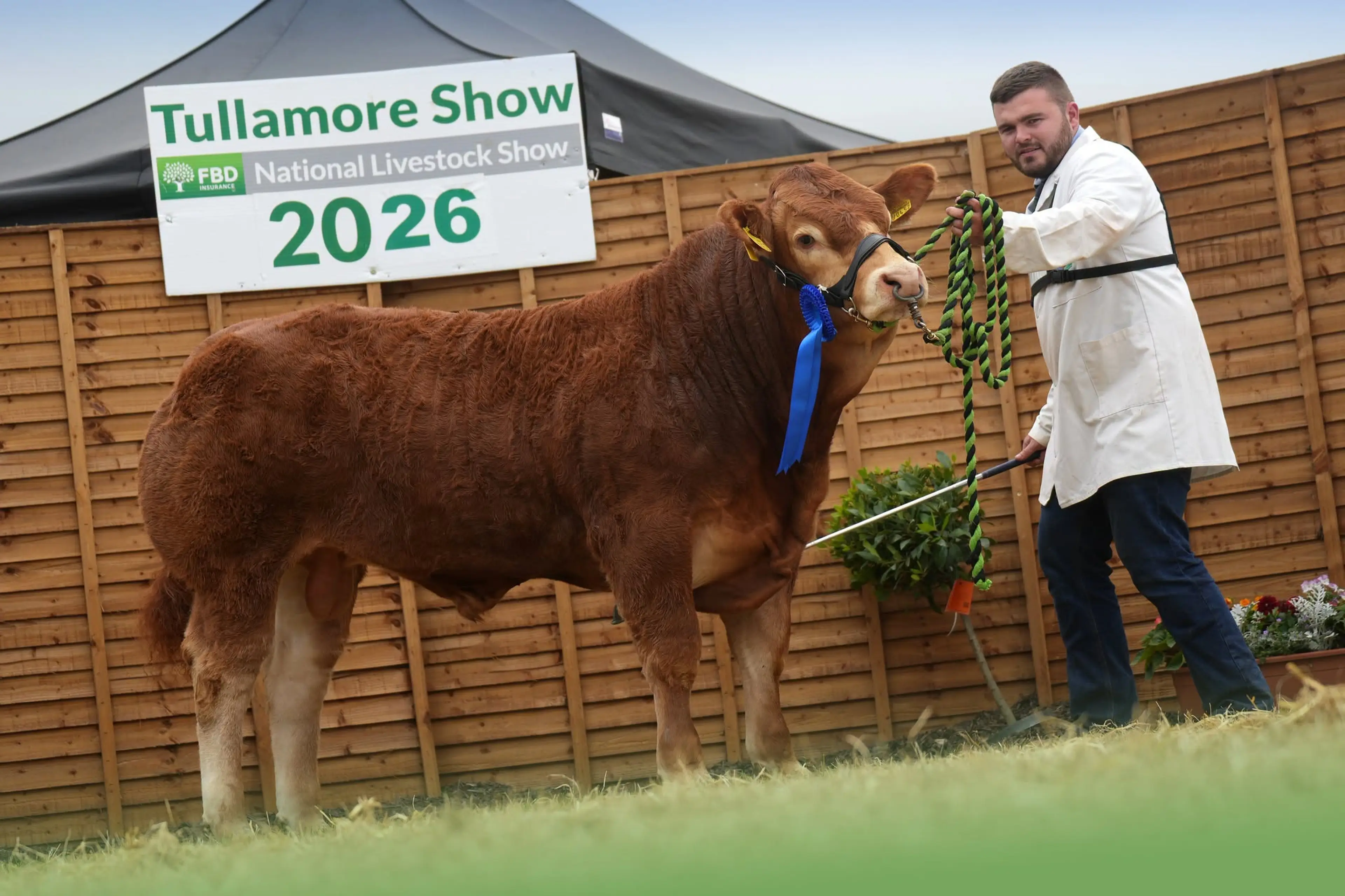 Michael Hester's Drumline S 1185 (LM9577) sired bull / Agri Images