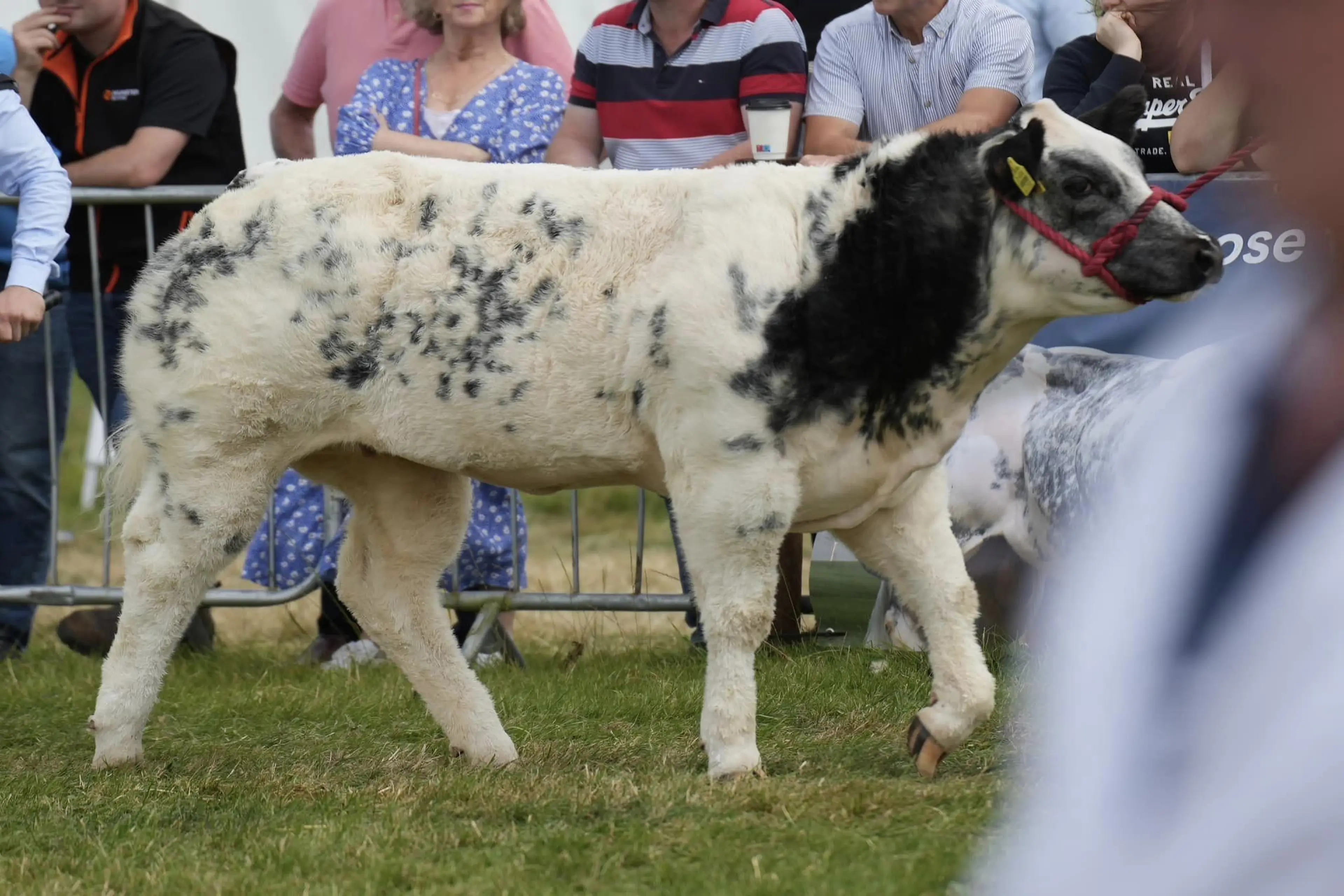Reserve Overall Commercial Calf Champion sired by Hazard VD Pannemeers (BB2280)