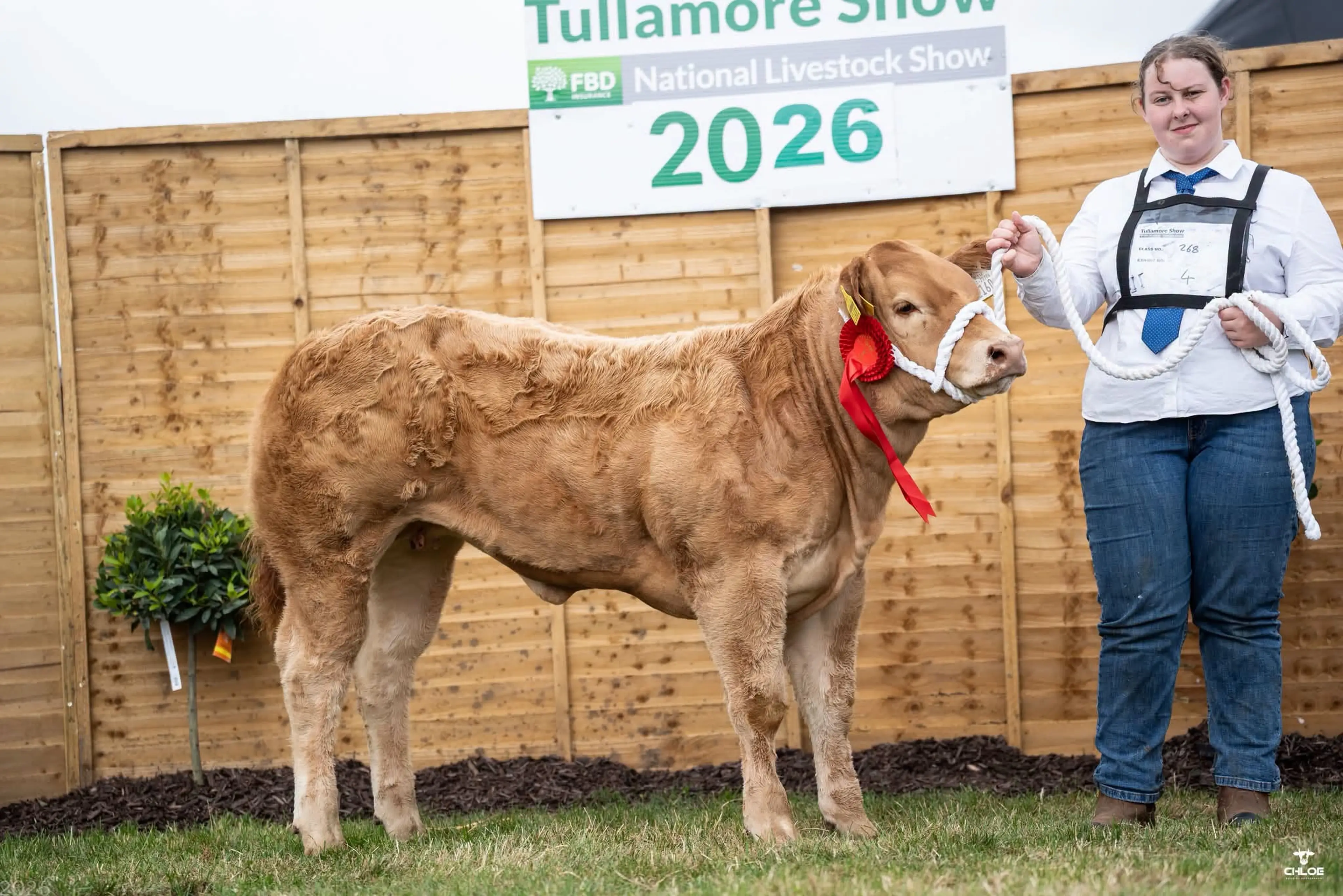 David Wharton's Fury Action (S605) sired heifer calf / Chloe Goggins Photography