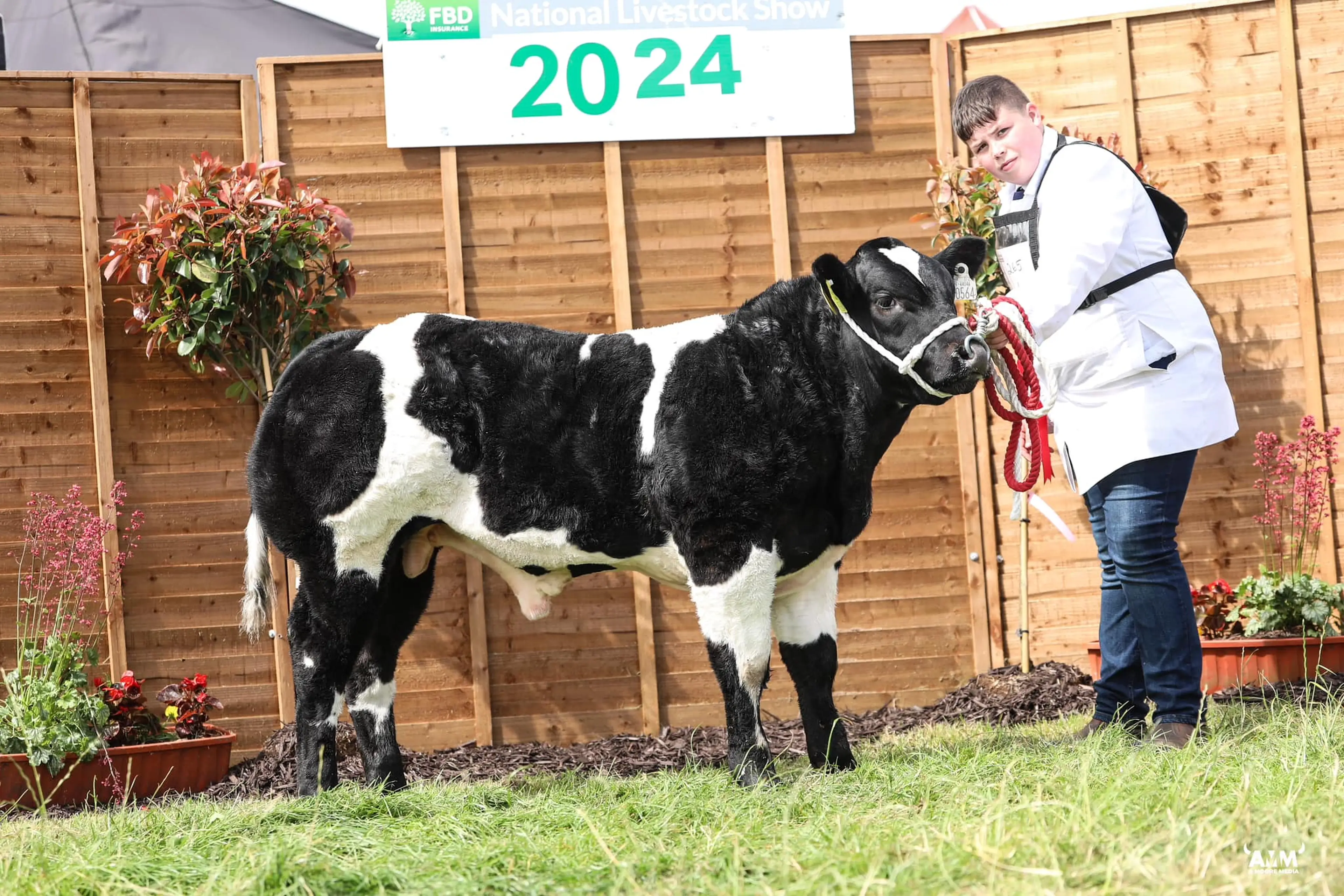 Winner of the Belgian Blue x male calf class by James Bond VD Jorchrishoeve (BB4396)
