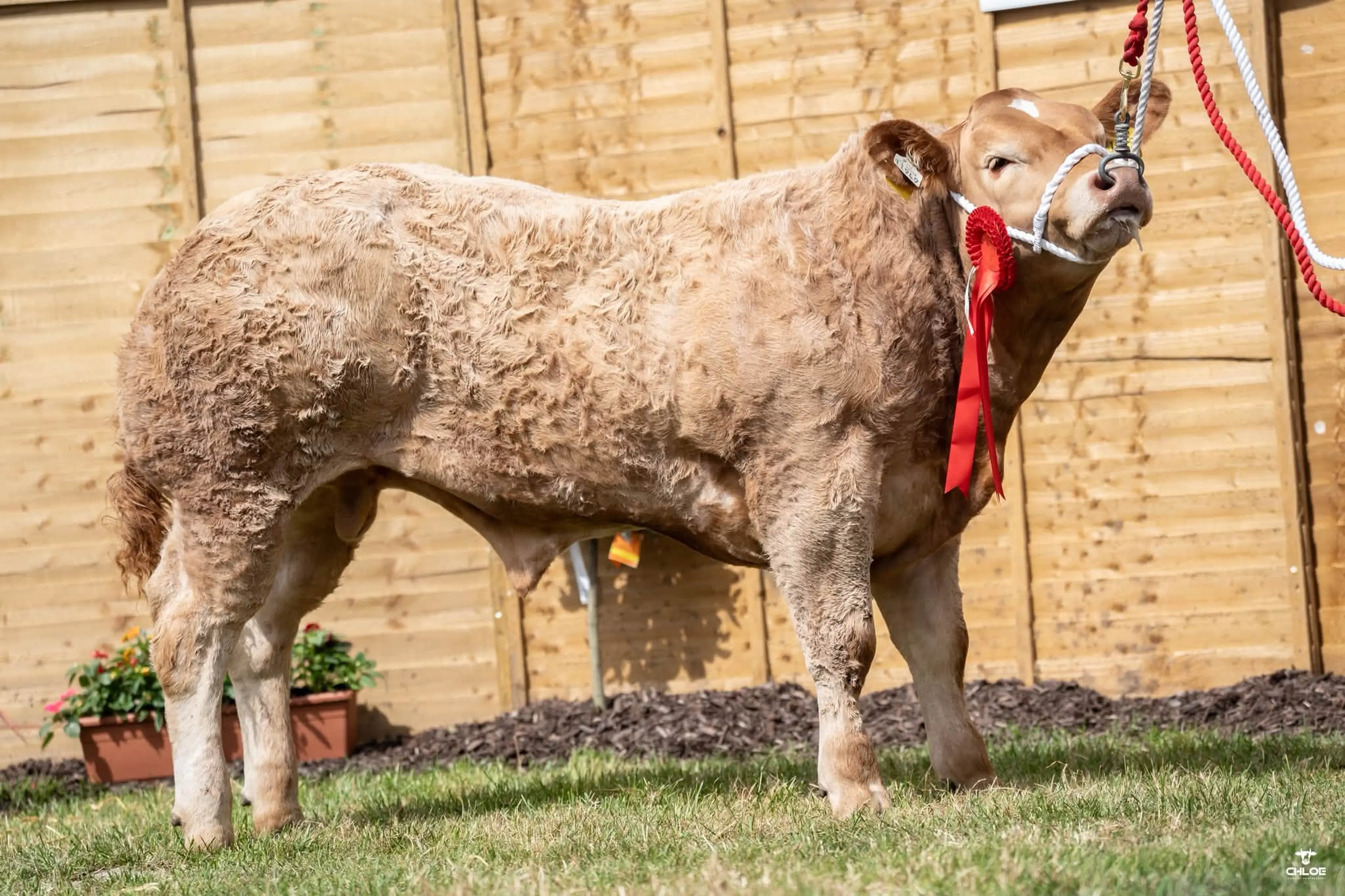 David Hegarty's Lanzac (LNZ) sired bull calf / Chloe Goggins Photography