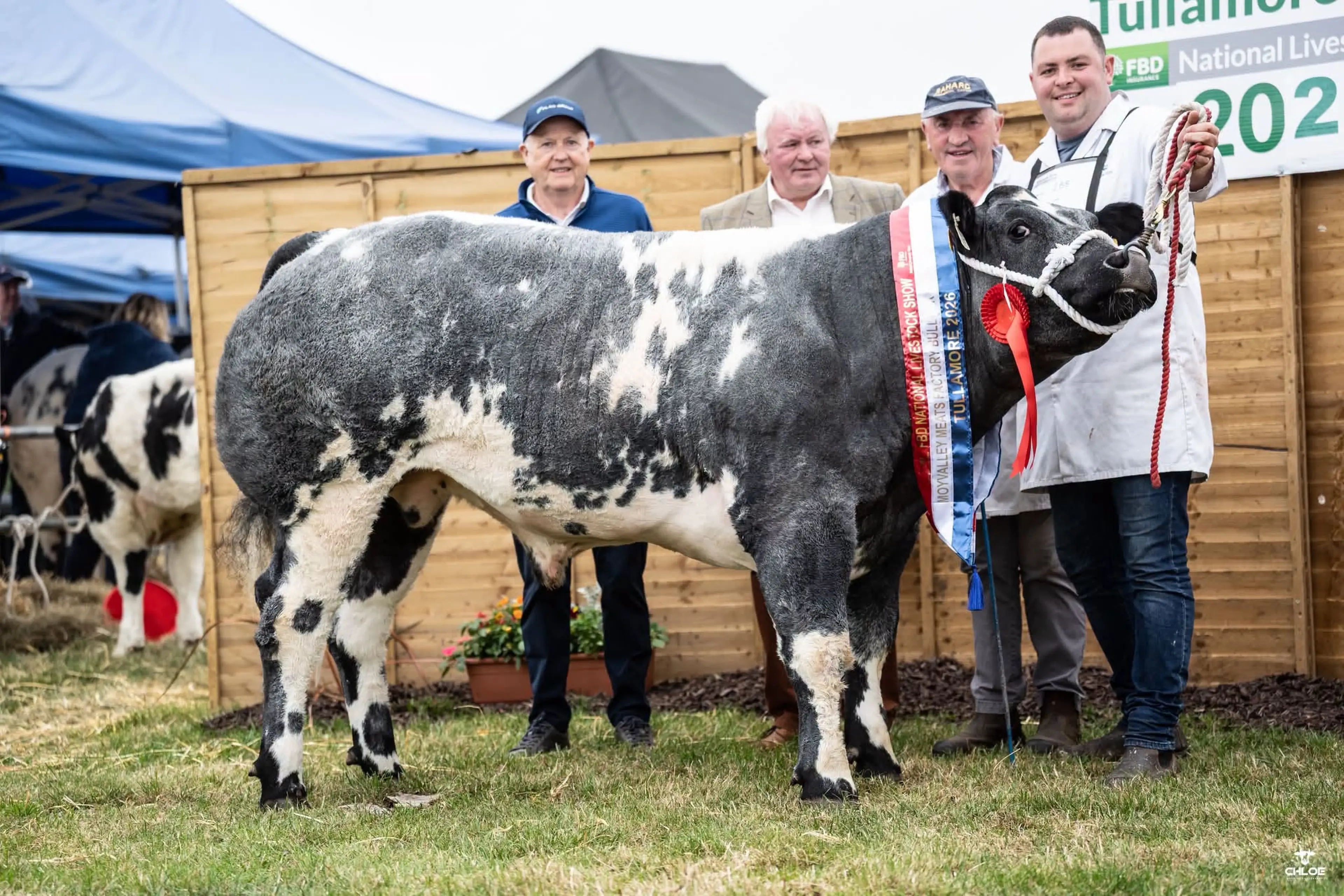 Jason & Oliver Stanley's Boherard Overdose (BB8337) sired bullock / Chloe Goggins Photography