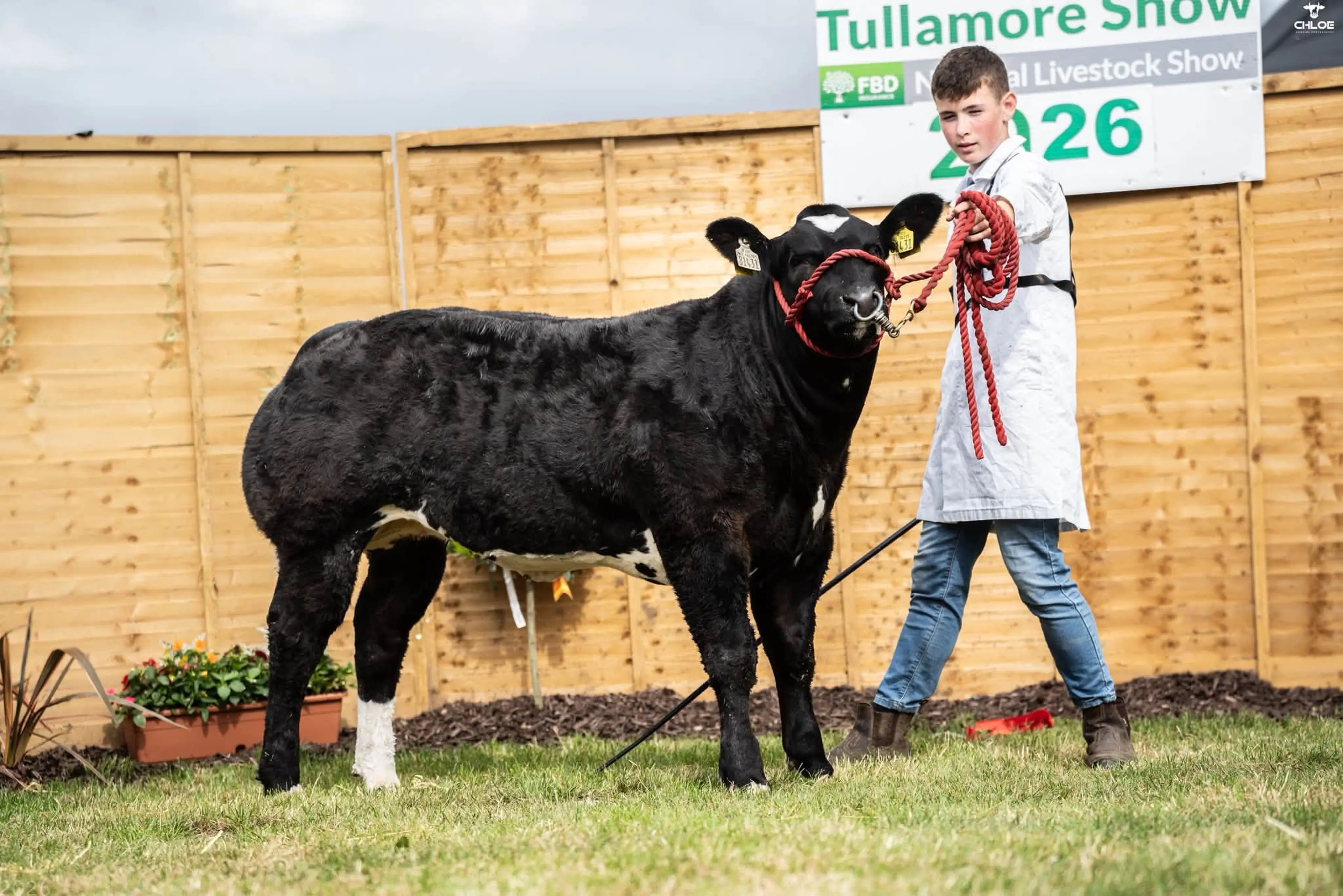 Tadhg Hannon with his Tanker De Martinpre (BB1096) sired heifer calf / Chloe Goggins Photography