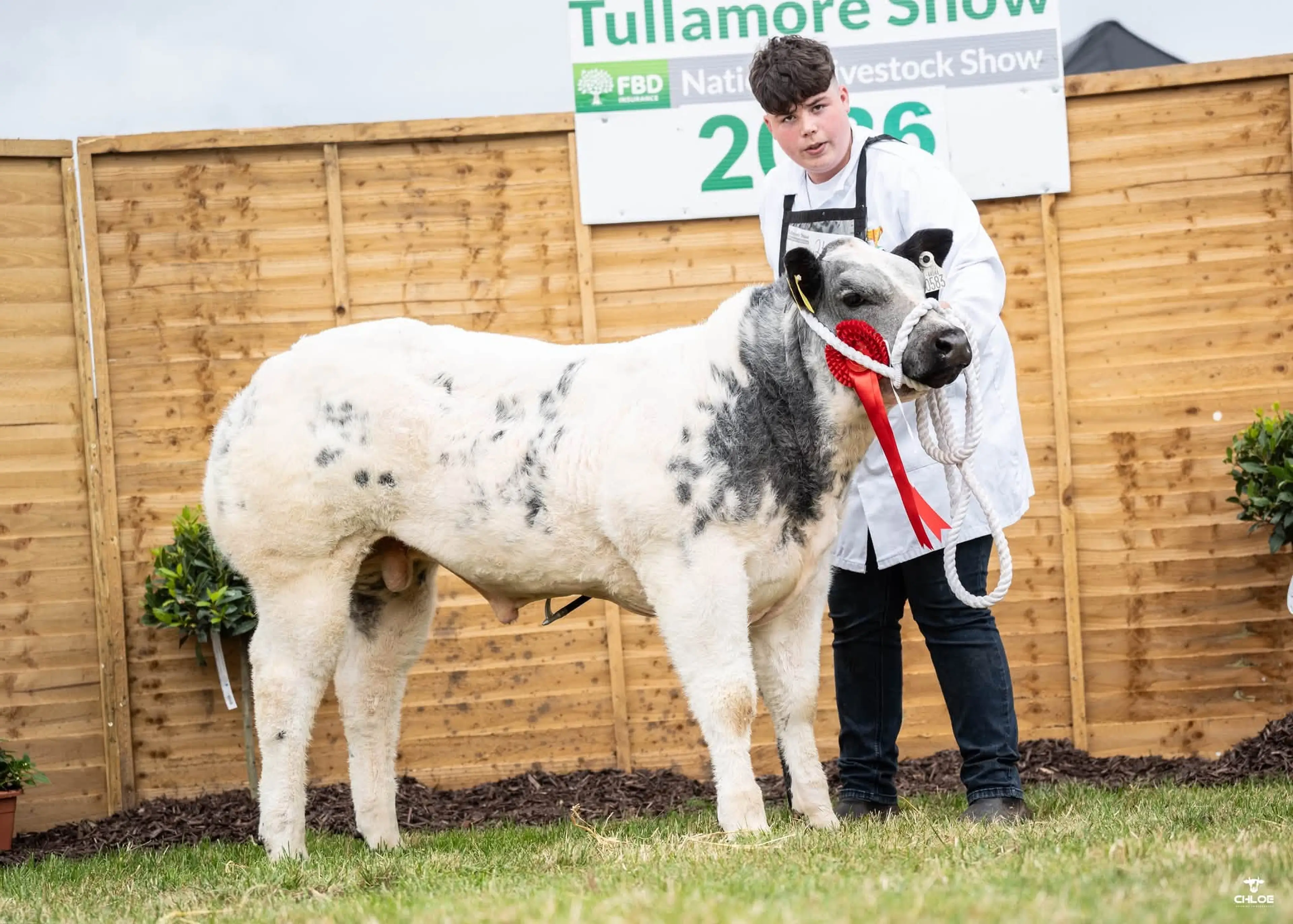 Clive Stevenson's Moderato De l’Empereur (BB6700) sired bull calf / Chloe Goggins Photography