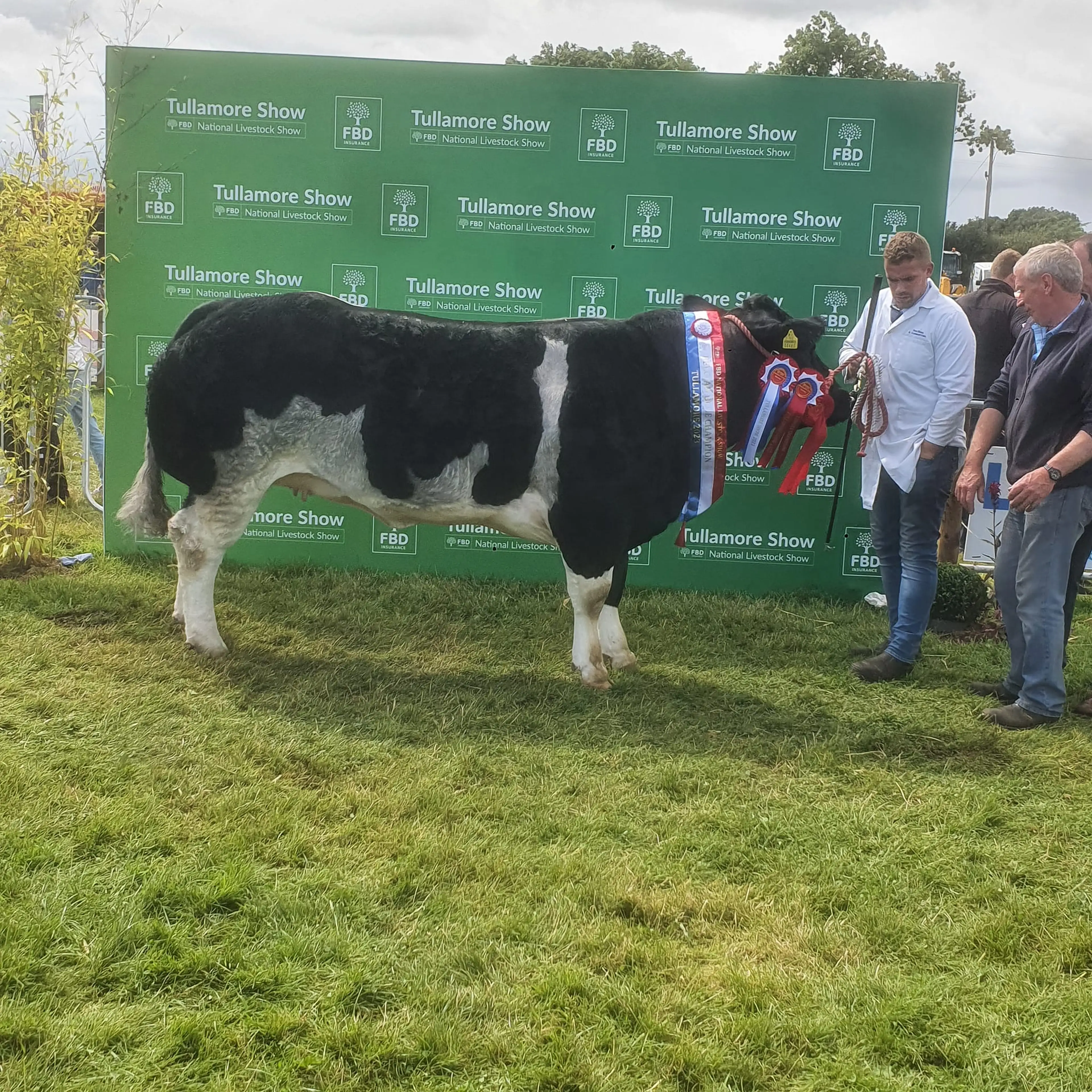 Tim O'Donovan's Overall Belgian Blue Champion Don Oreo by Imperial de l'Ecluse (S905)