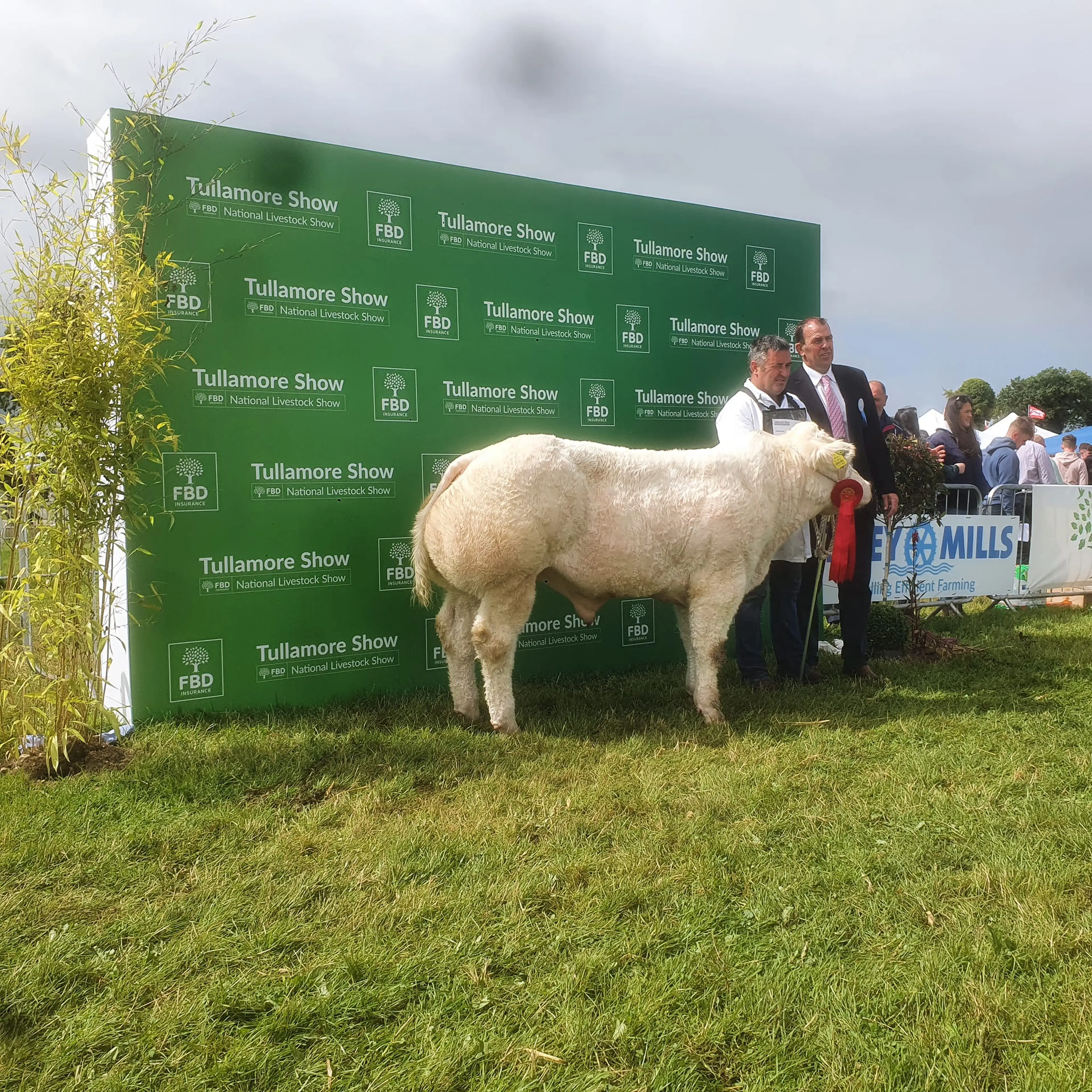 James McNally's 1st Prize Winning Du Grand Bon Dieu (BB2247) sired bull calf