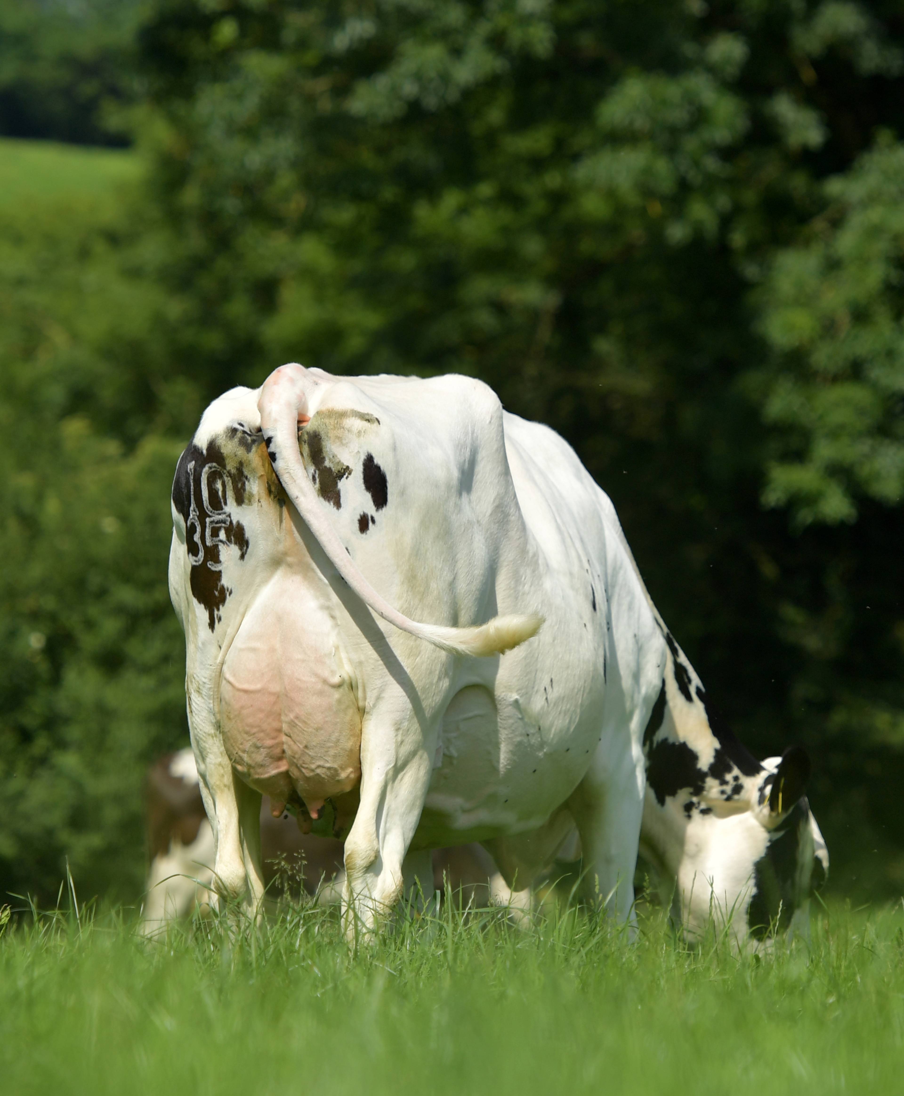 Glenaboy HDJ Daisy EX90 - Dam
