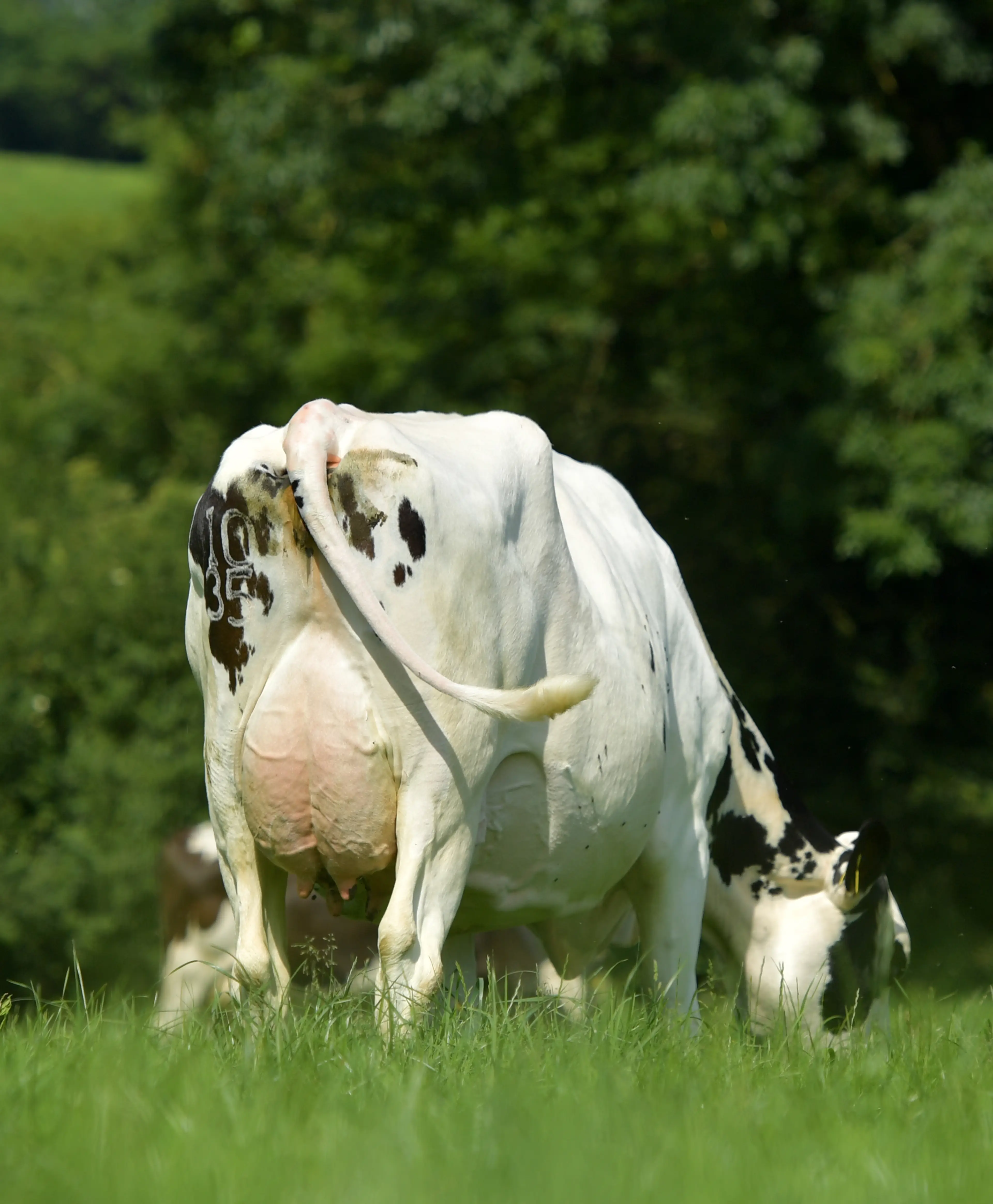 Glenaboy HDJ Daisy EX90 - Dam