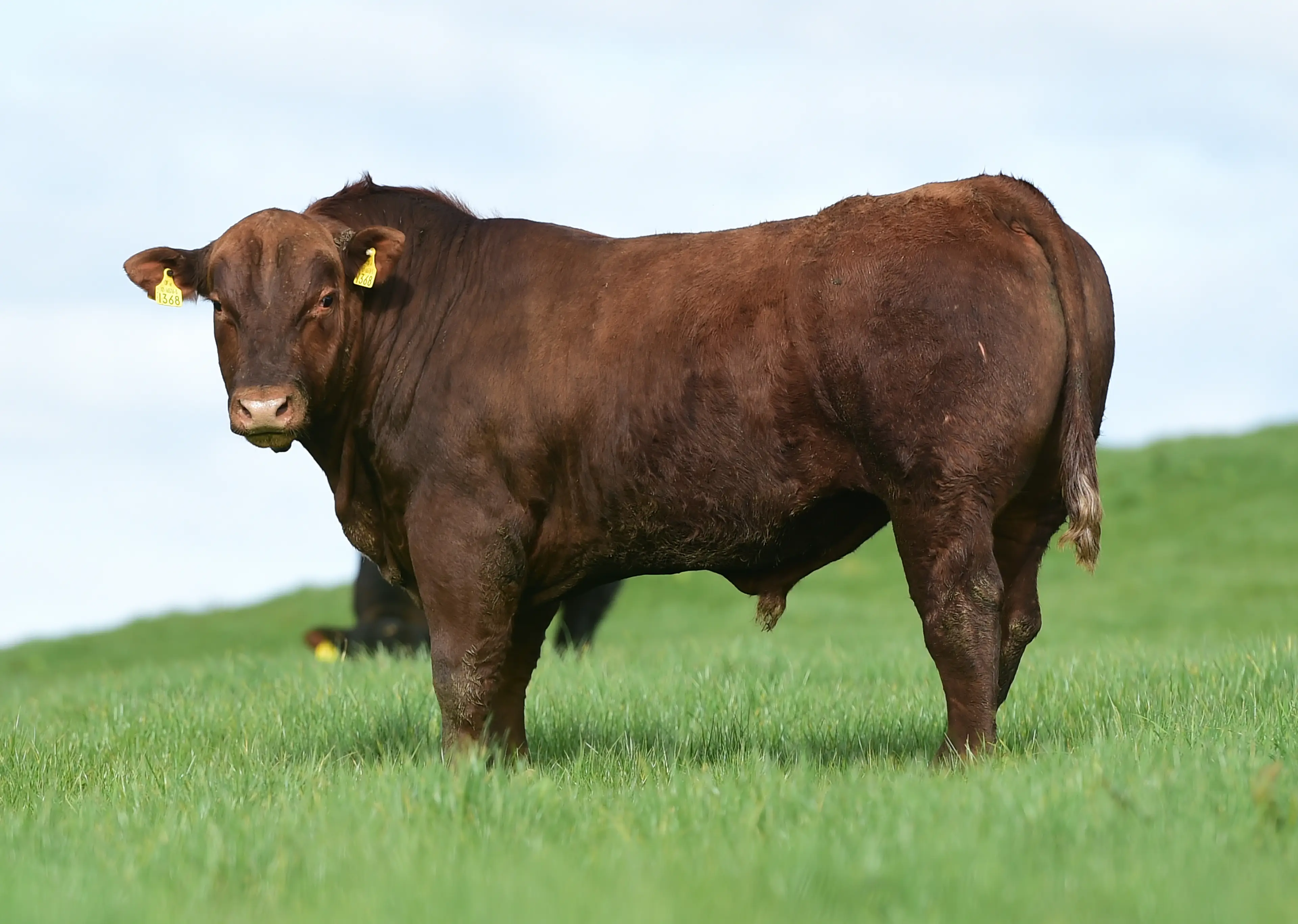 Lisduff Red Pepper AA4303