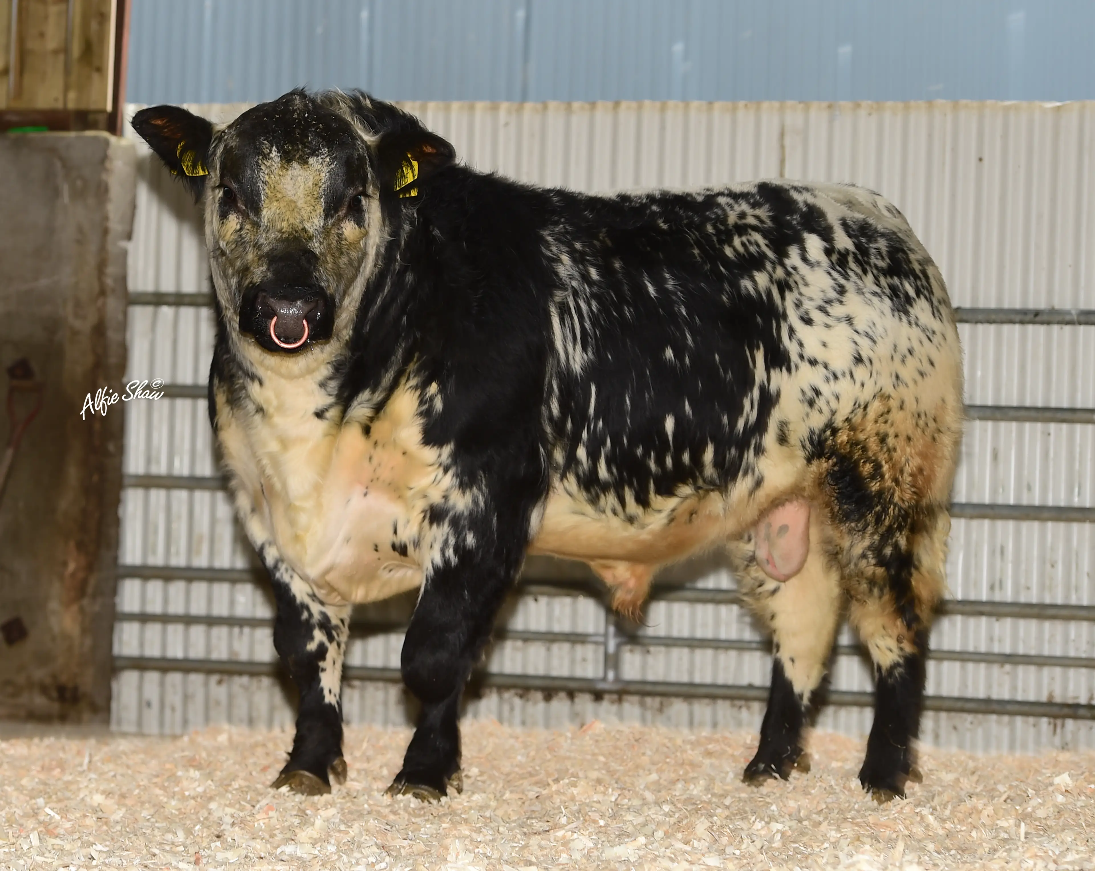 Ballylough Edward SP4866