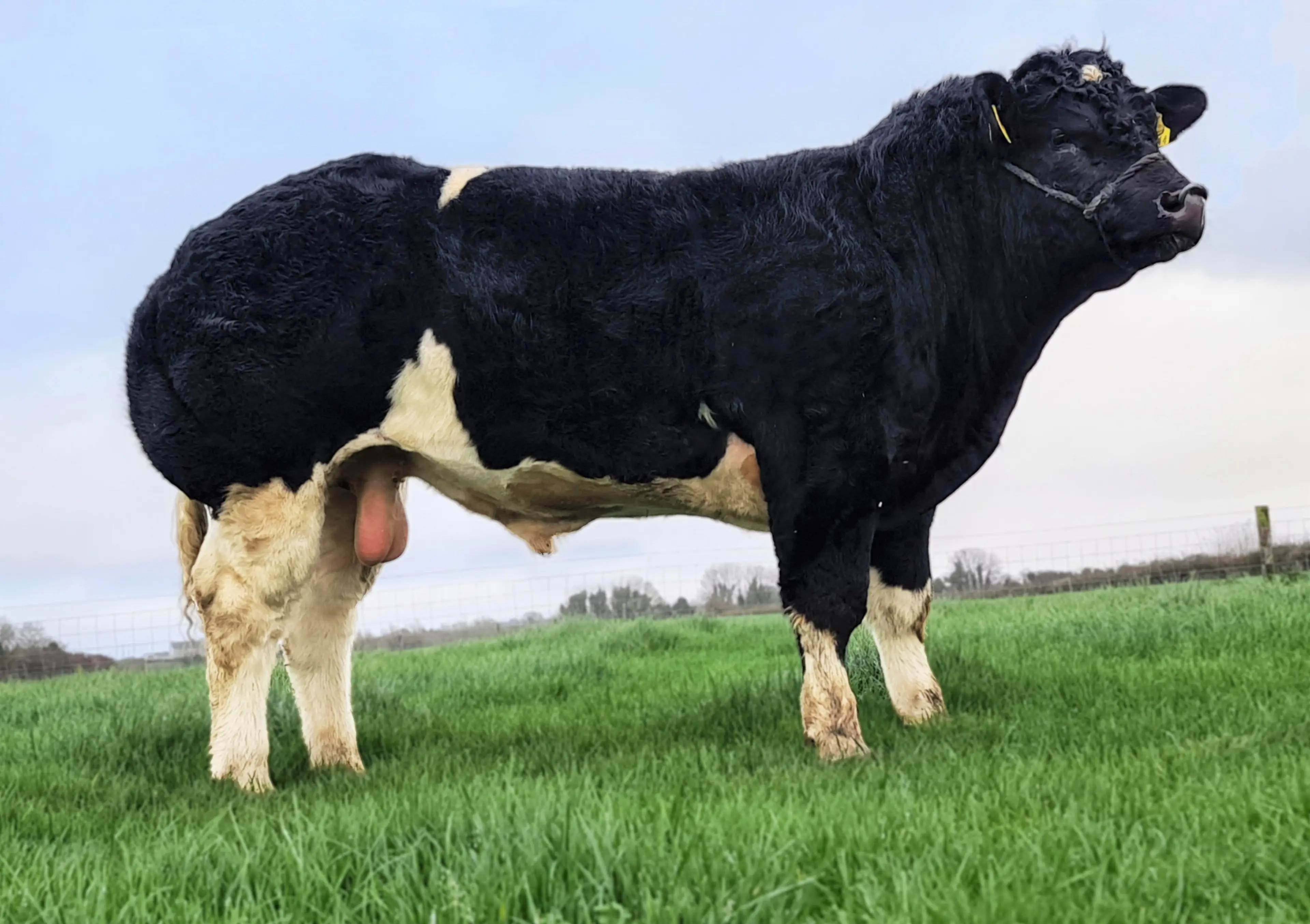 Boherard Overdose ET (BB8337) - Sexed Female Semen Available