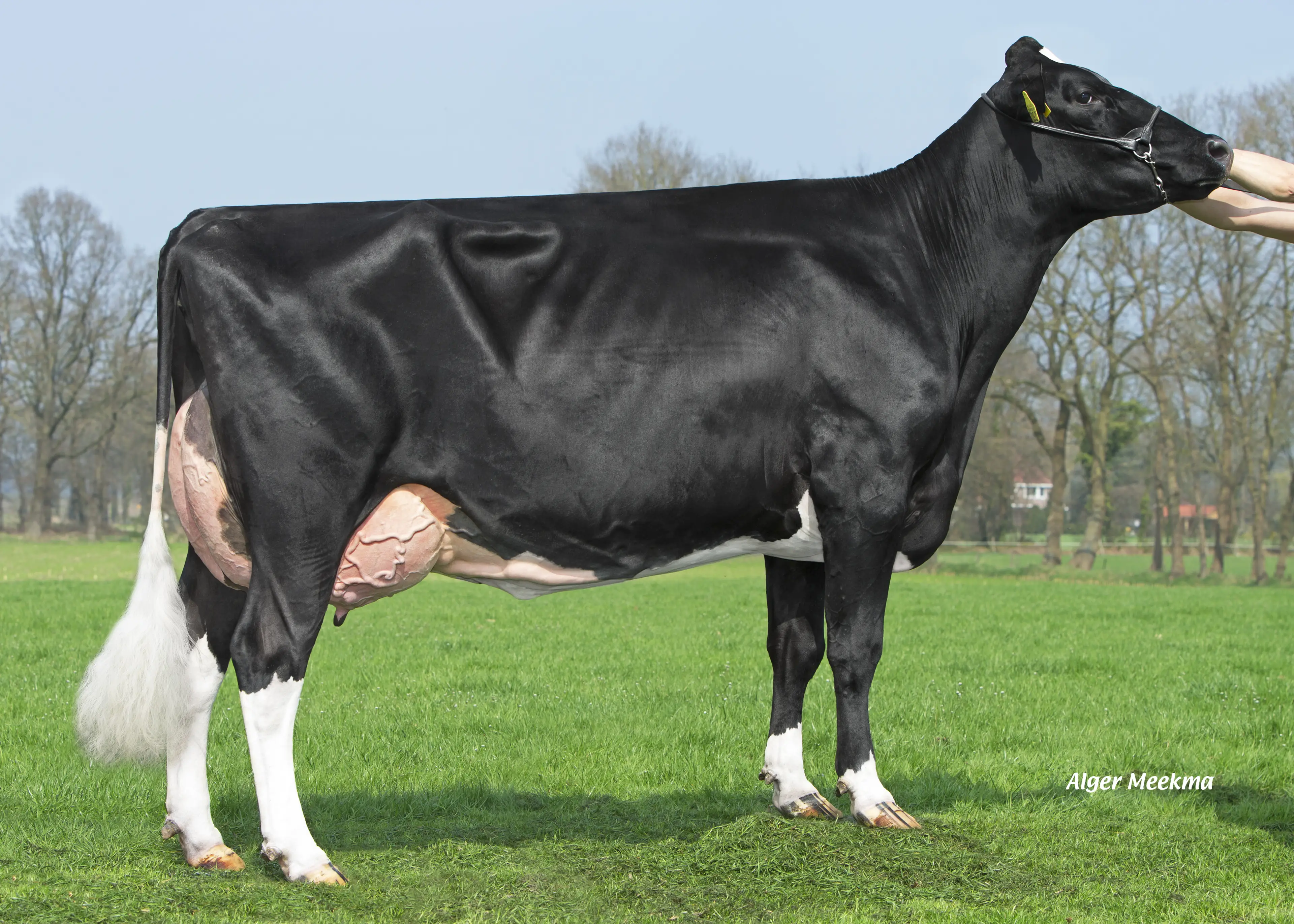 FR5761 Big Redstar Dam - Big Super Star146