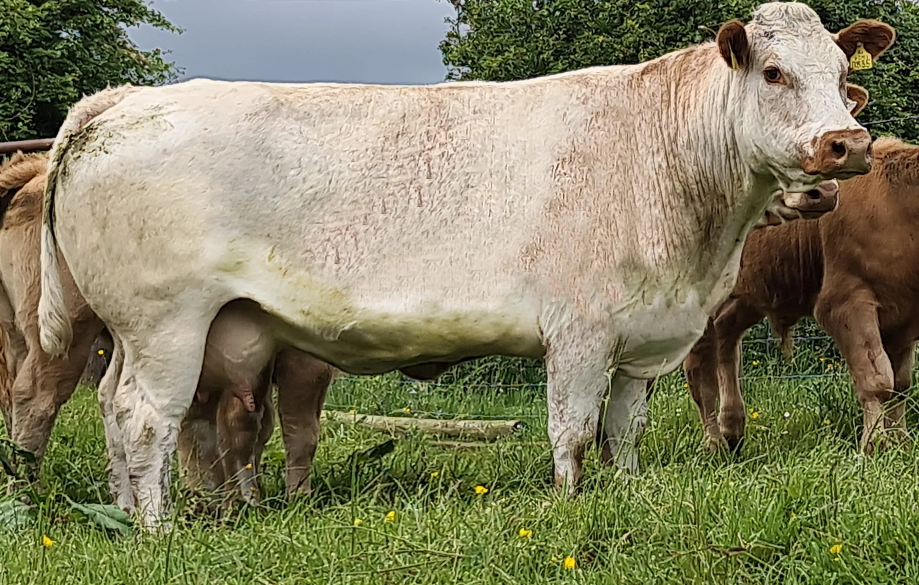 EBY Sired Cow