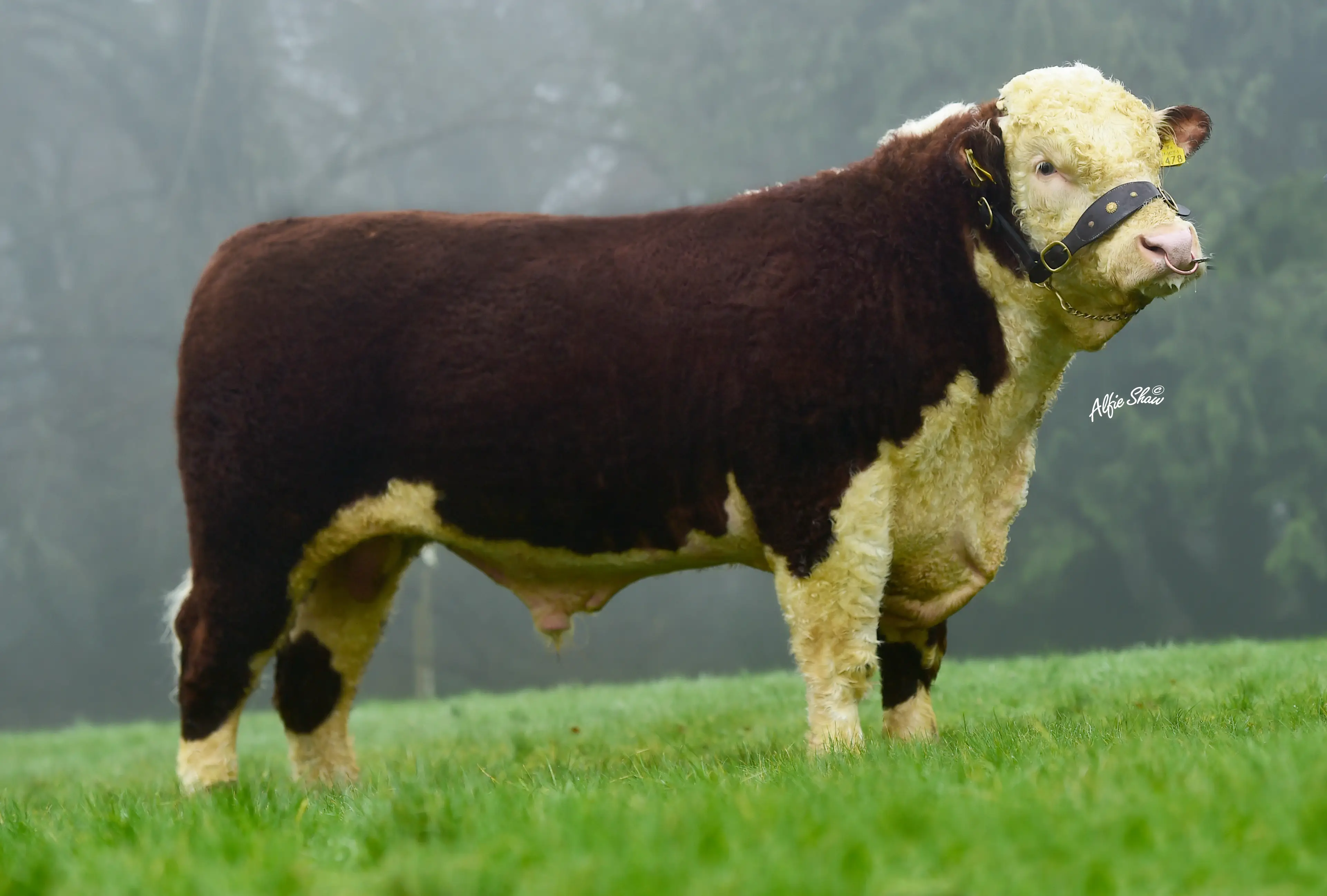 Conmelvin Ollie HE4105