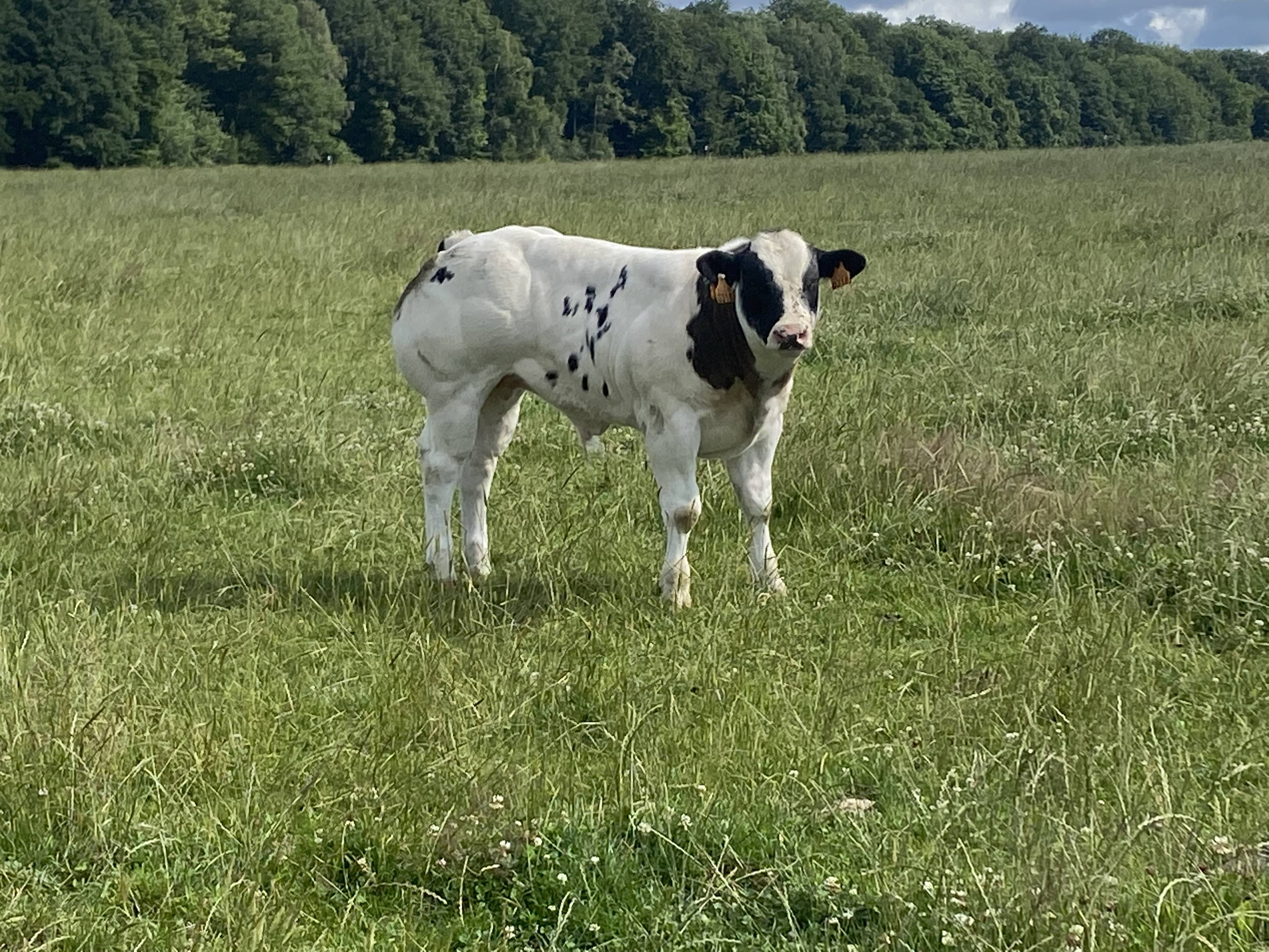 Tattoo VD Sysloberg (BB6703) Bull calf