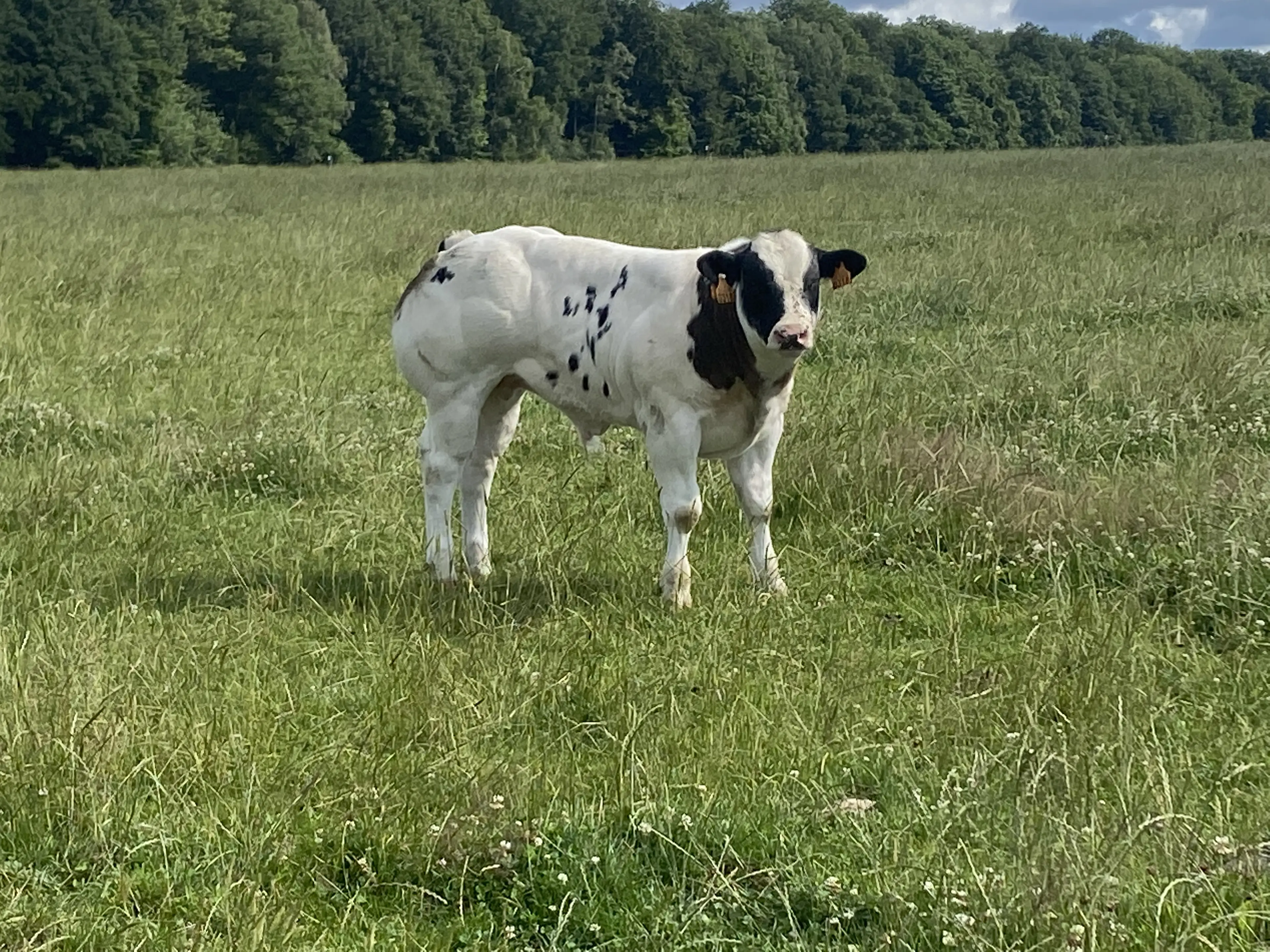 Tattoo VD Sysloberg (BB6703) Bull calf